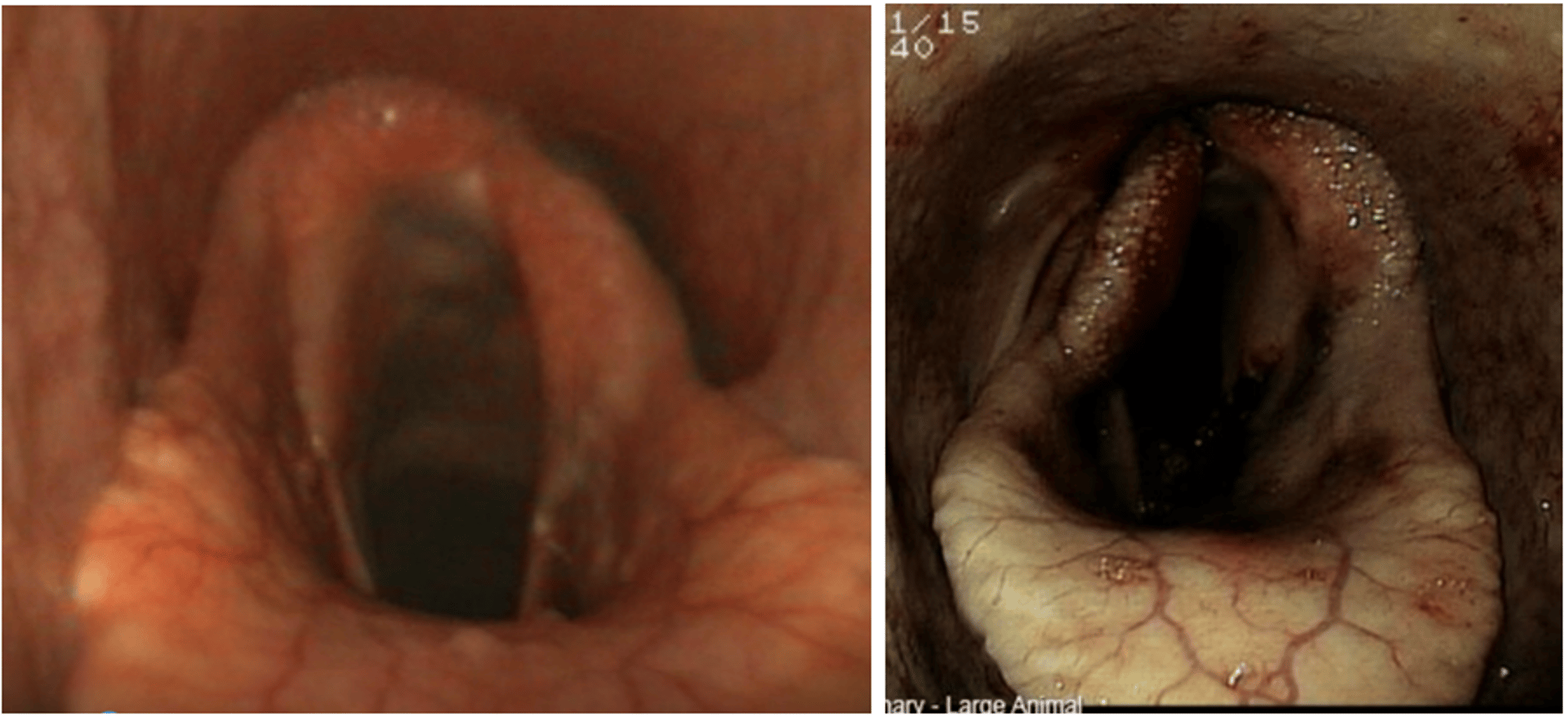 Left laryngeal hemiplegia, horse
