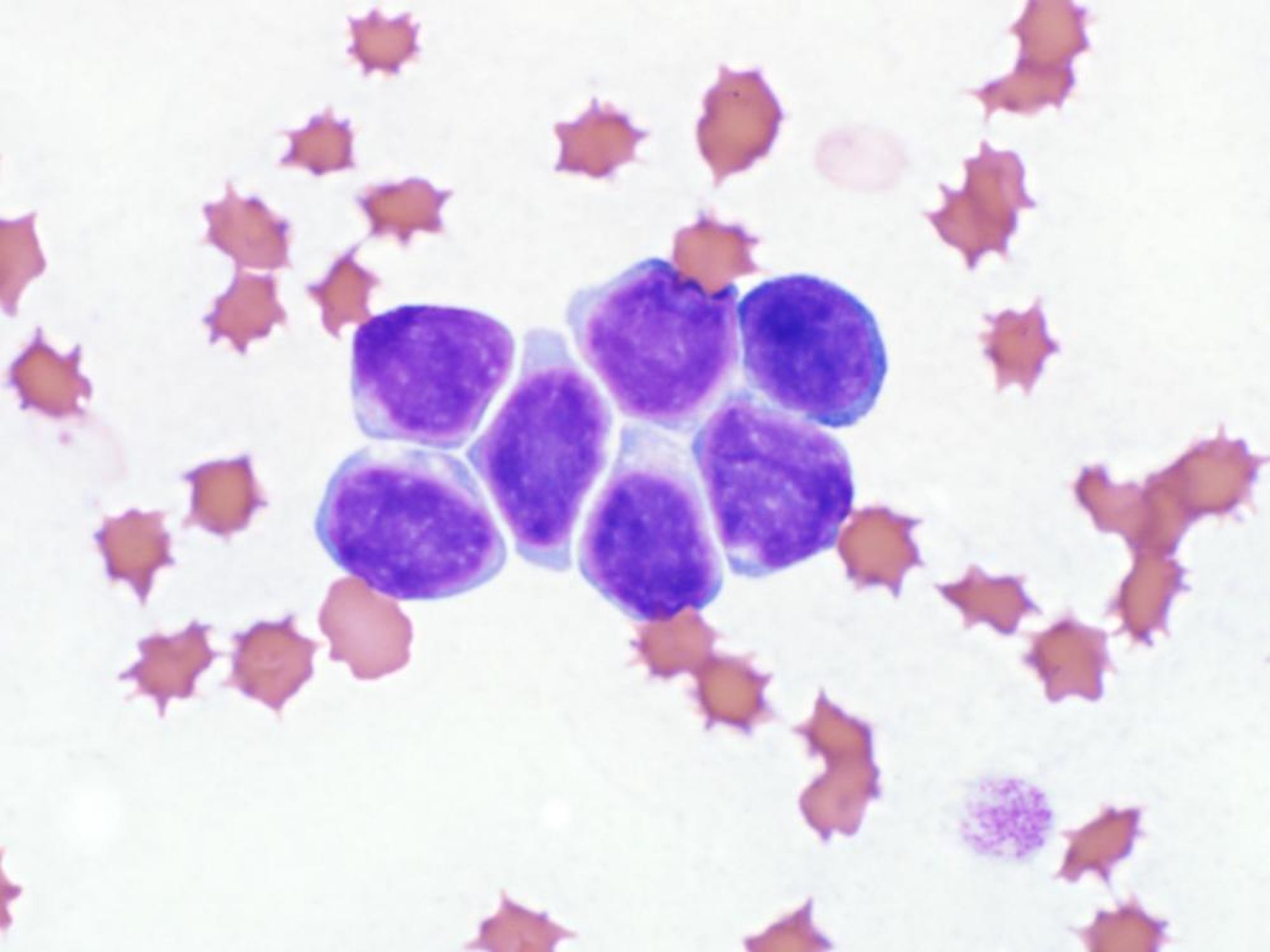 Leukocyte agglutination, blood smear, cat