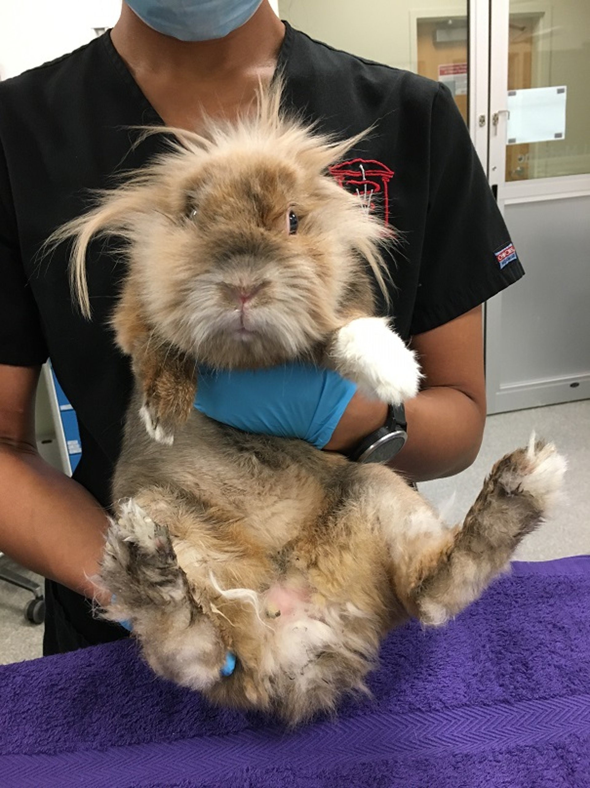 Lifting technique, rabbit