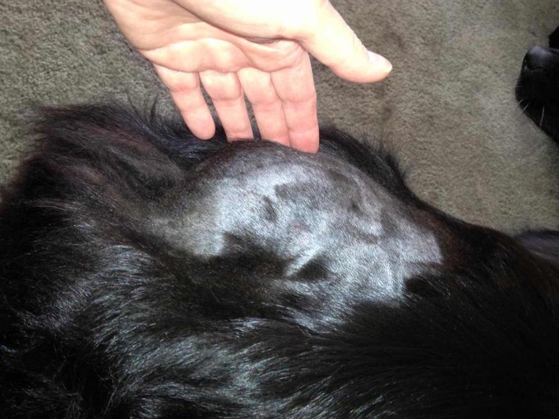 Lipoma, 12-year-old spayed female Aussie-Labrador mix