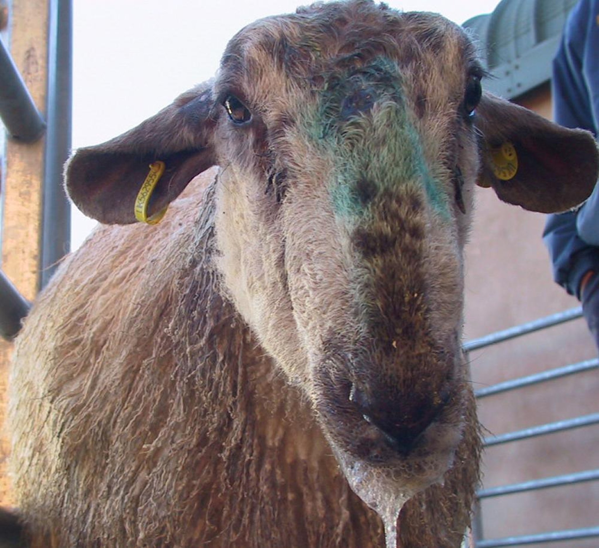 Listeriosis, salivation, goat
