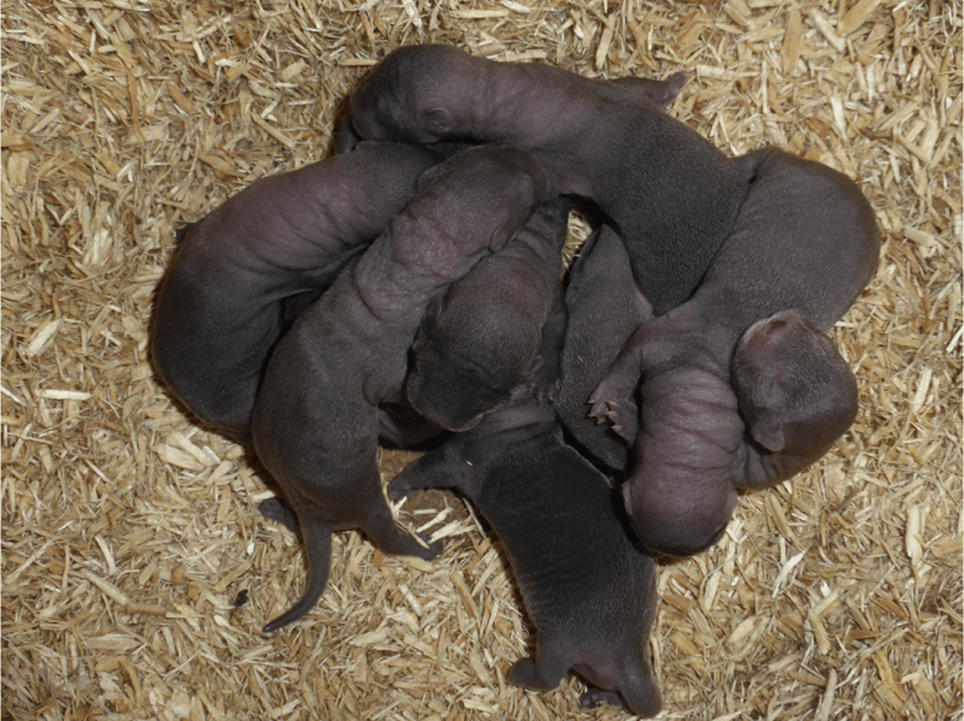 Mink kits