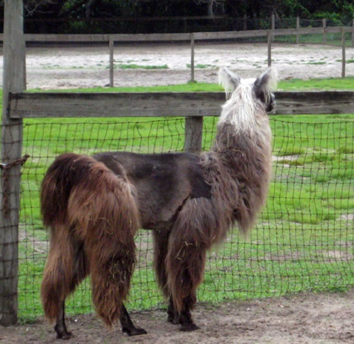 Barrel cut, llama