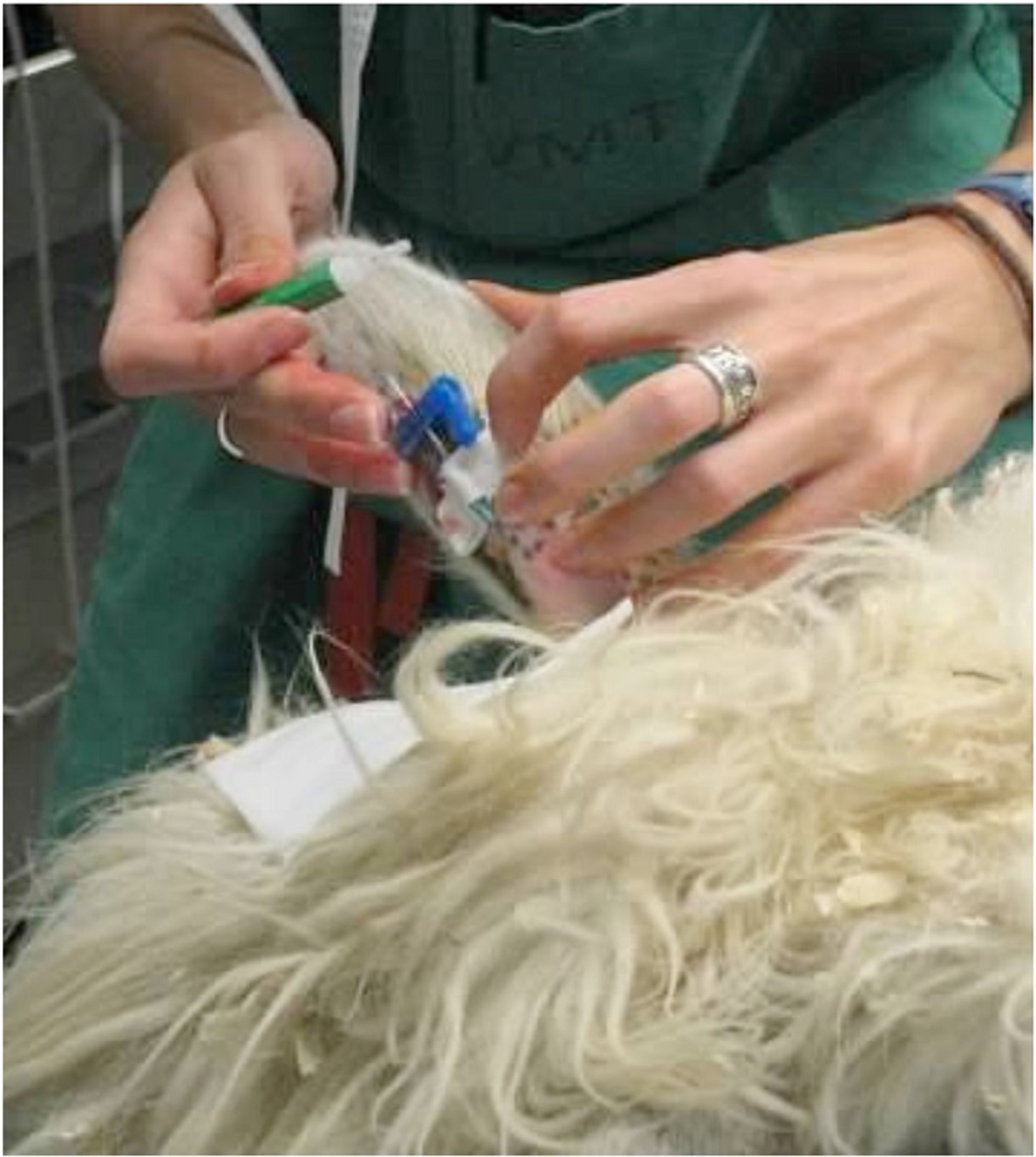 Ear catheter, llama