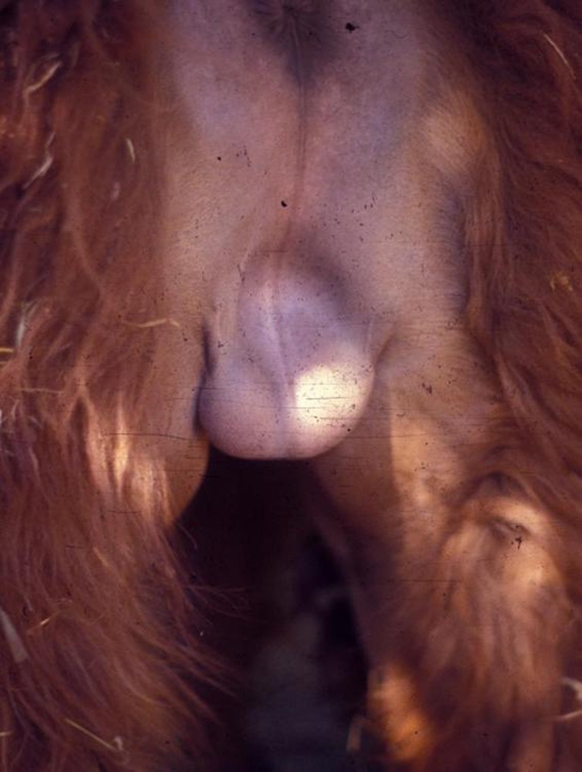 Scrotal edema due to heat stress, llama