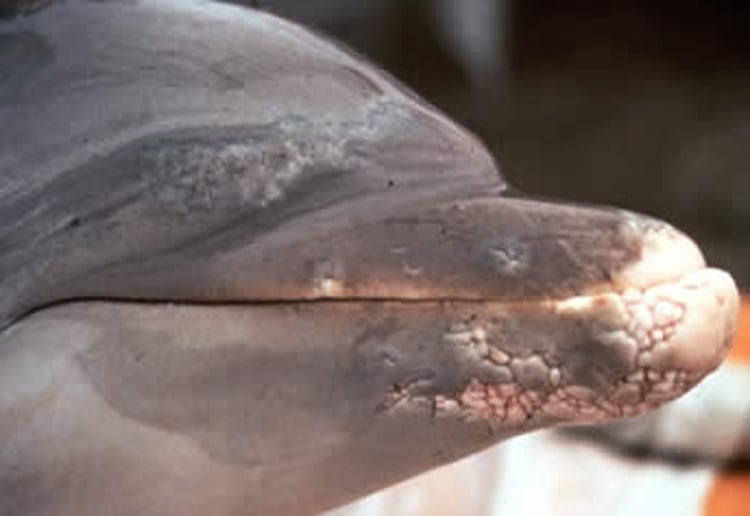 Lobomycosis, dolphin