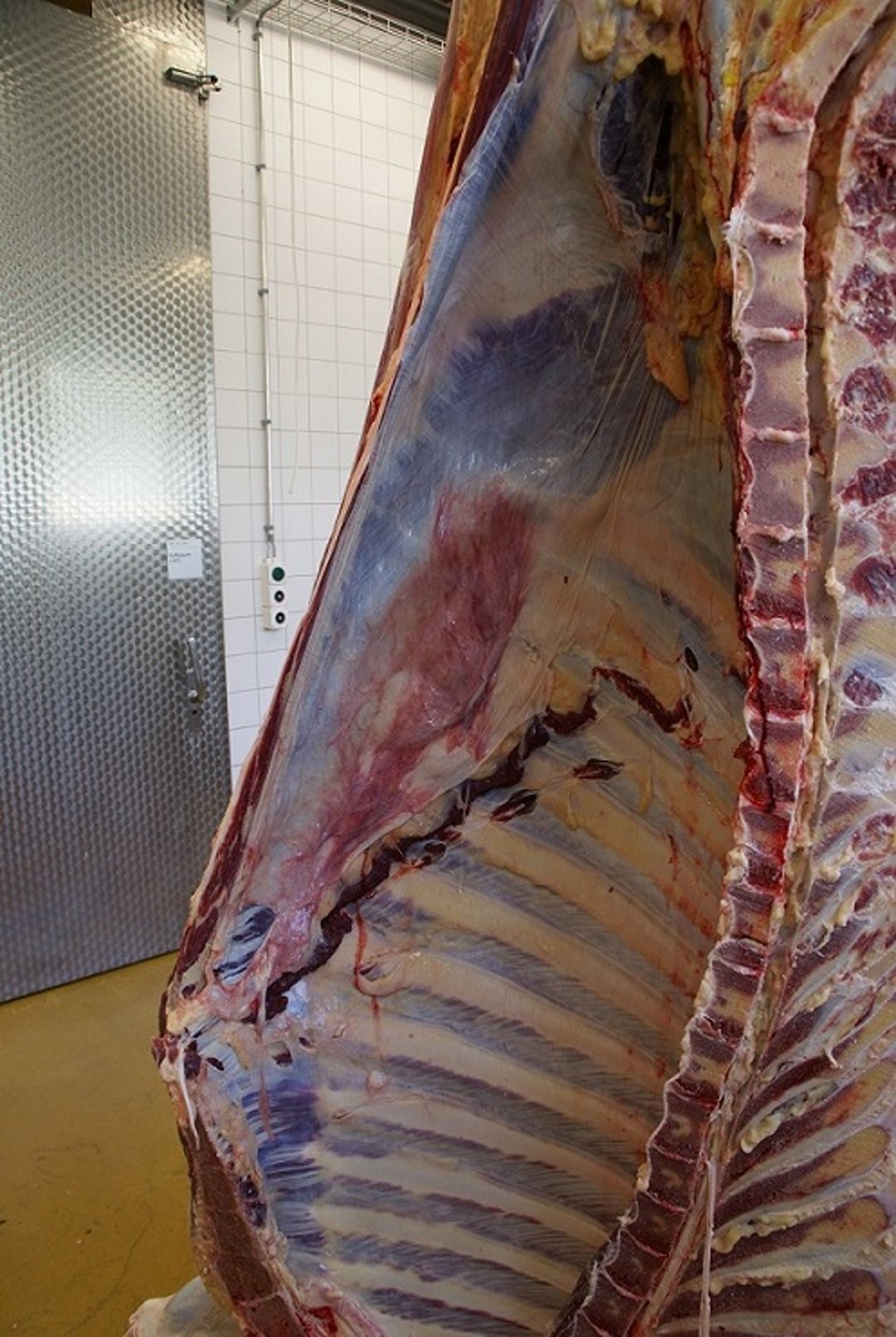 Localized peritonitis in traumatic reticuloperitonitis, cow