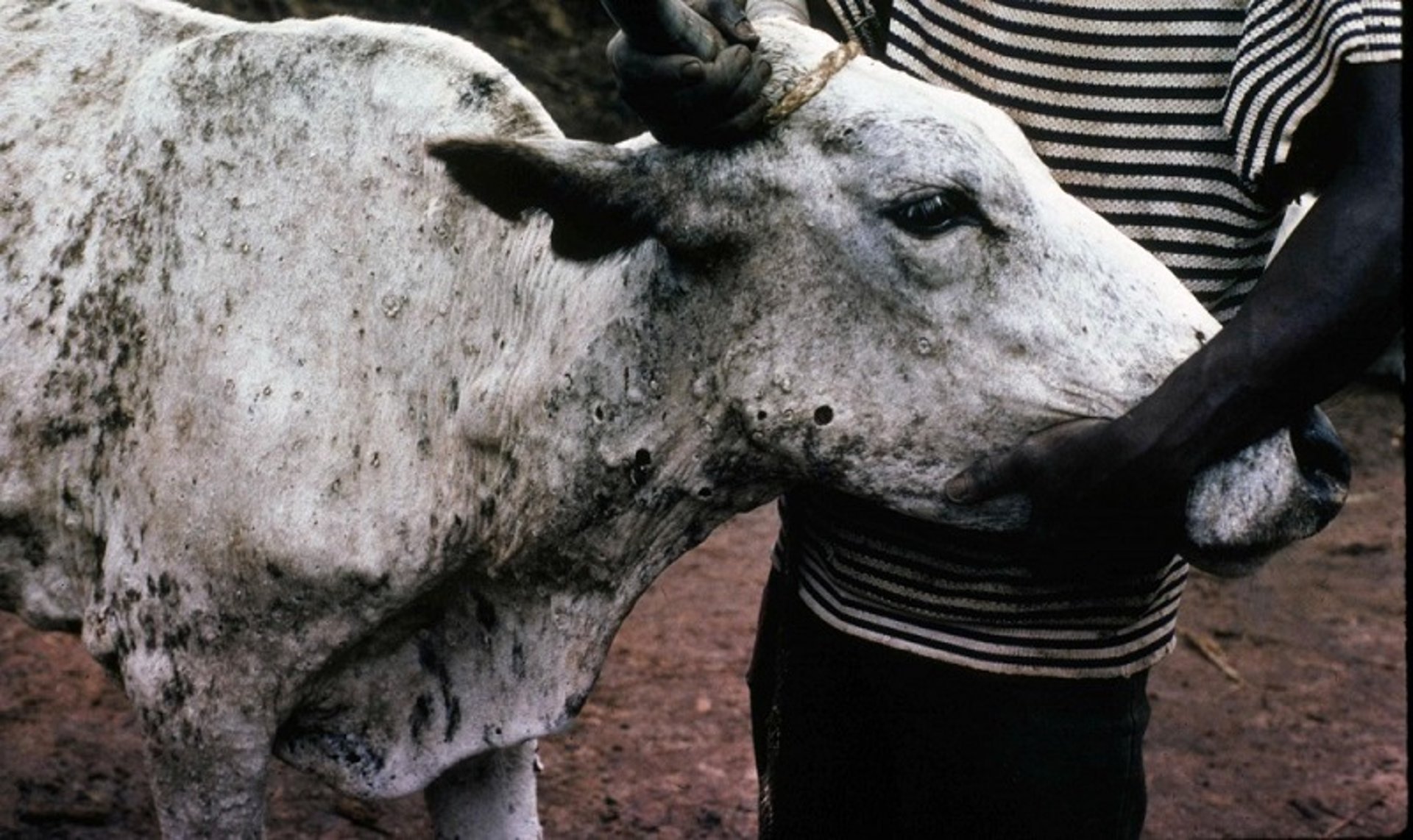 Lumpy skin disease, ulcers