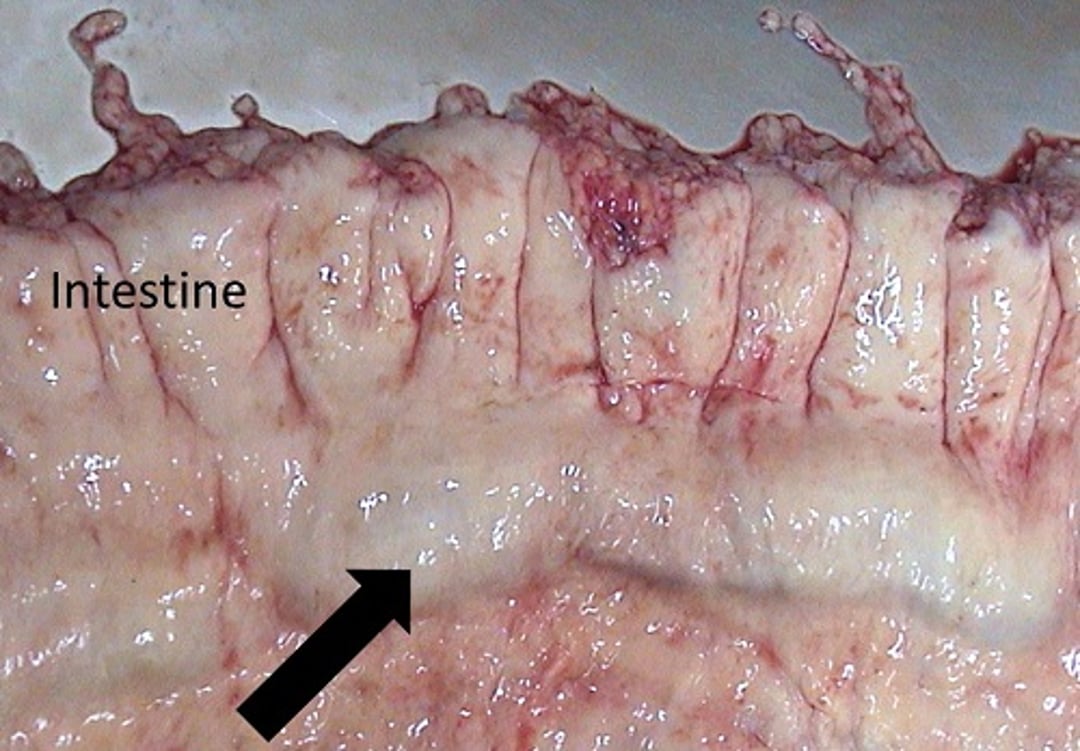 Lymph nodes, cow