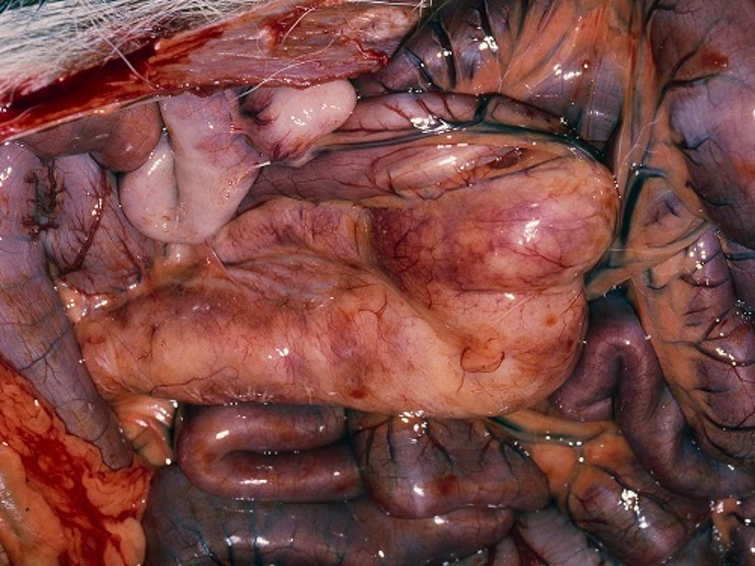 Salmon poisoning disease, gross pathology