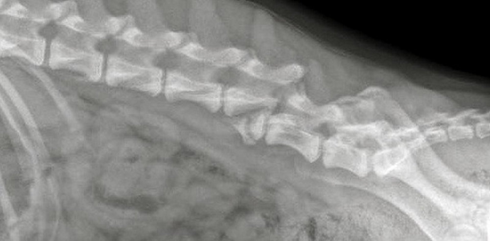 Fratura de L5 e luxação de L5-L6, cão