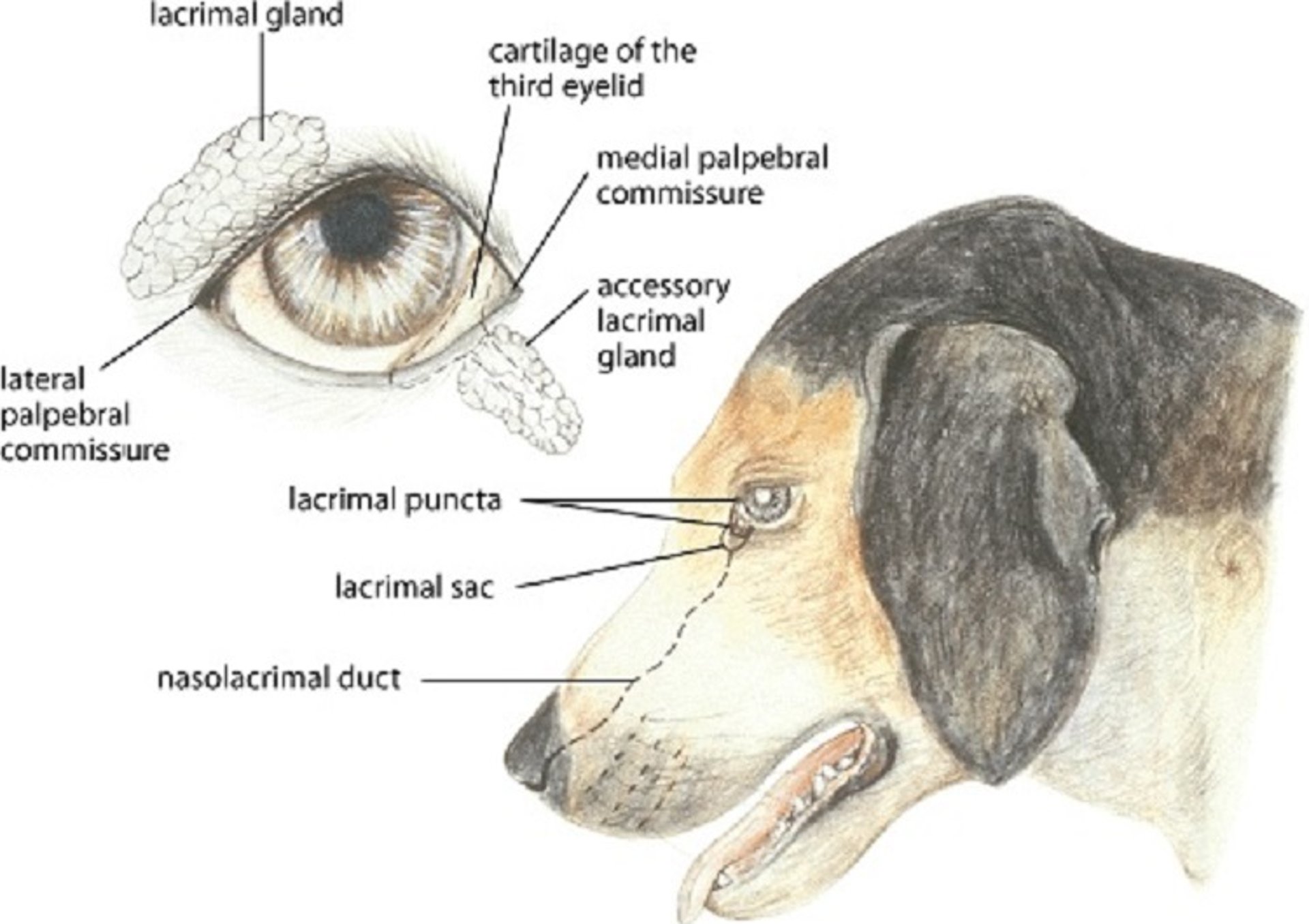 Aparato lagrimal, perro