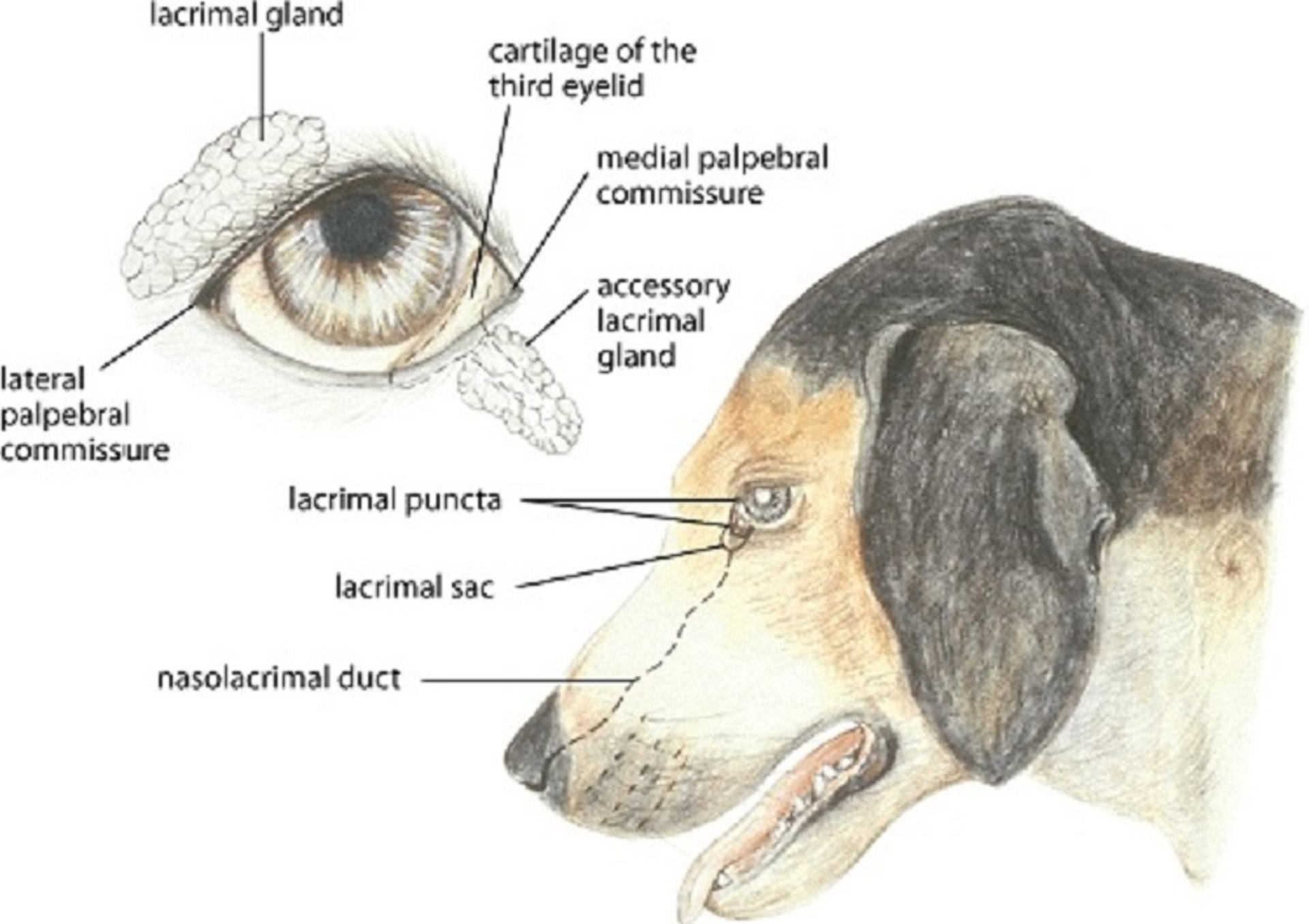 Aparelho lacrimal, cão