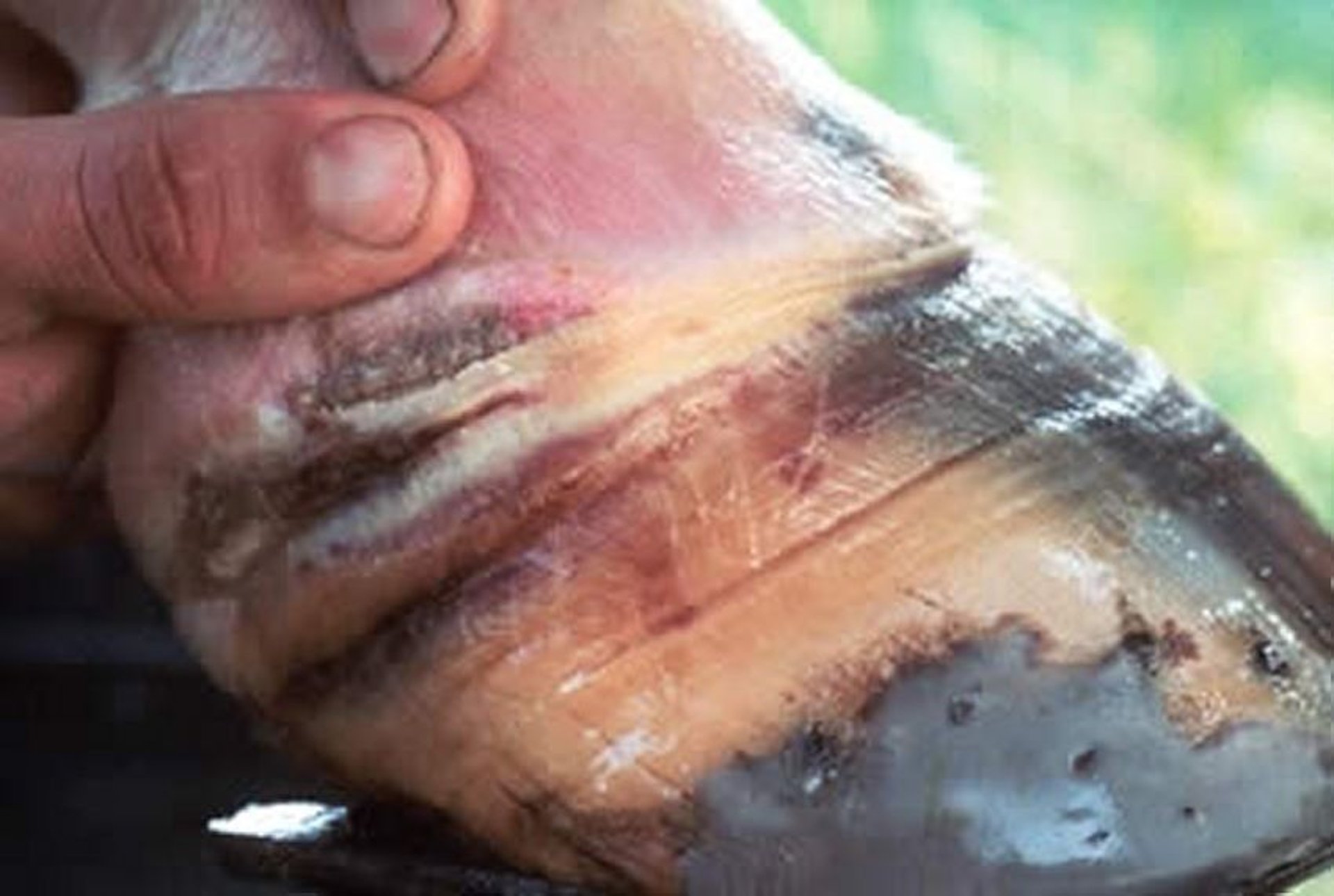 Lesiones por laminitis, caballo