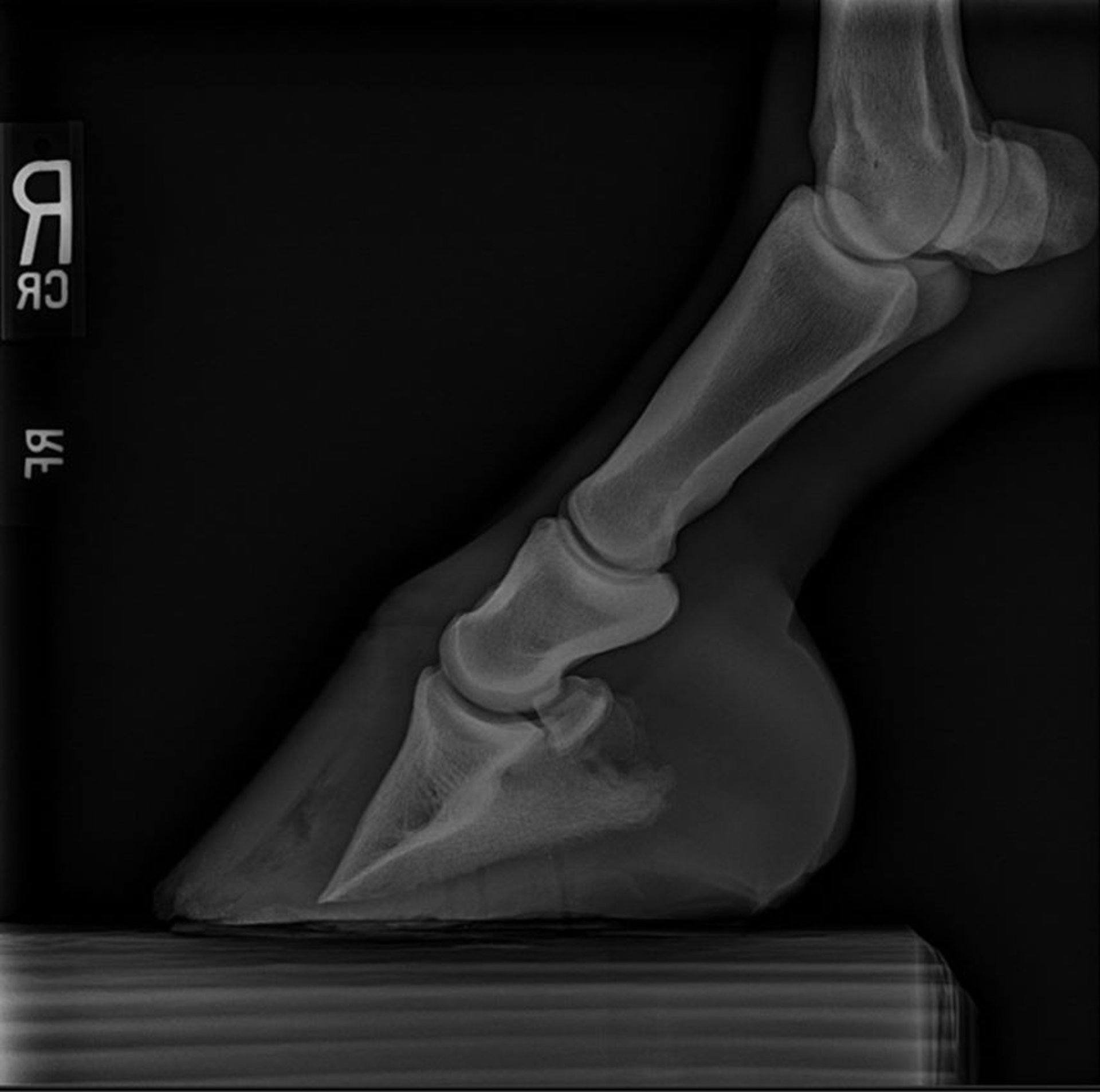 Laminitis, radiografía, caballo