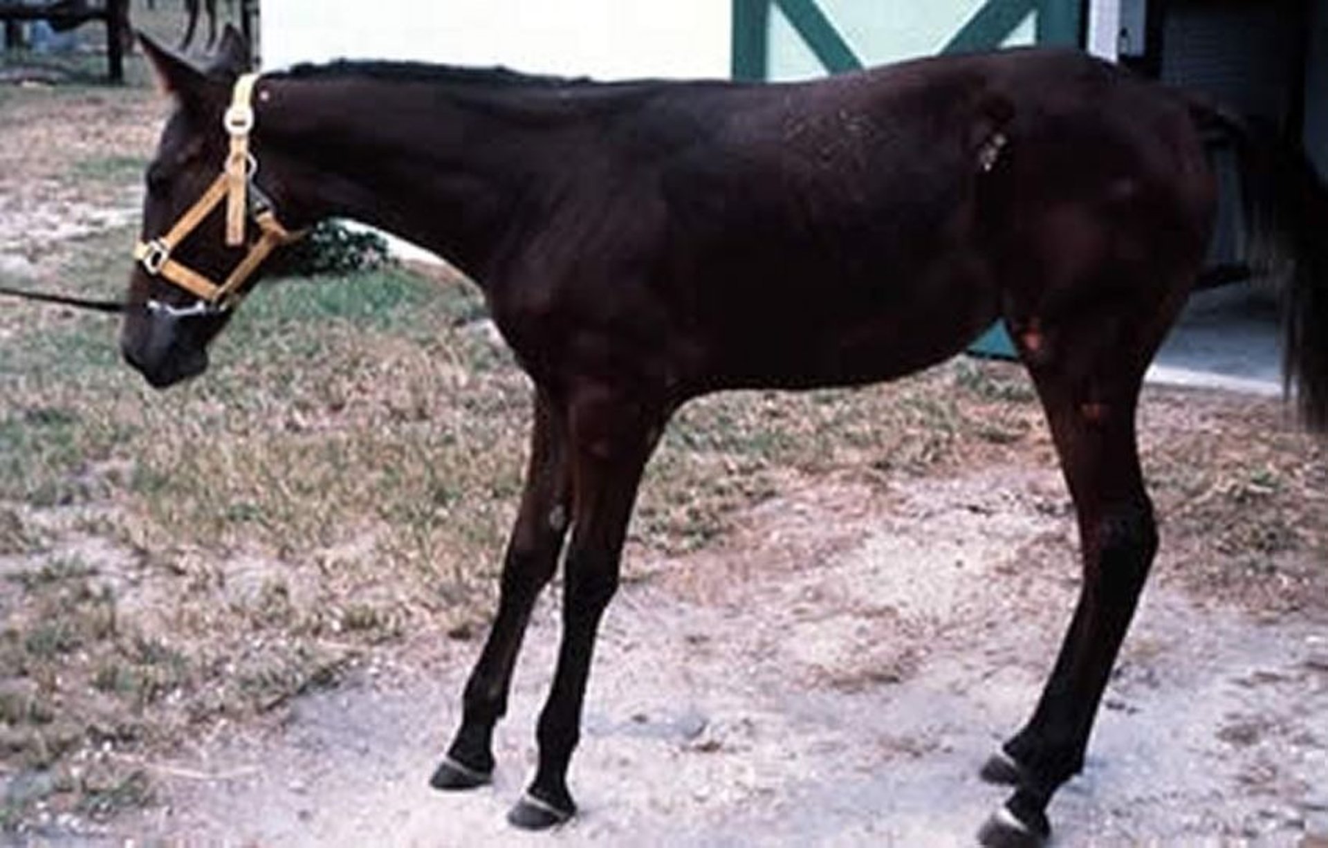 Laminitis, typical posture, horse