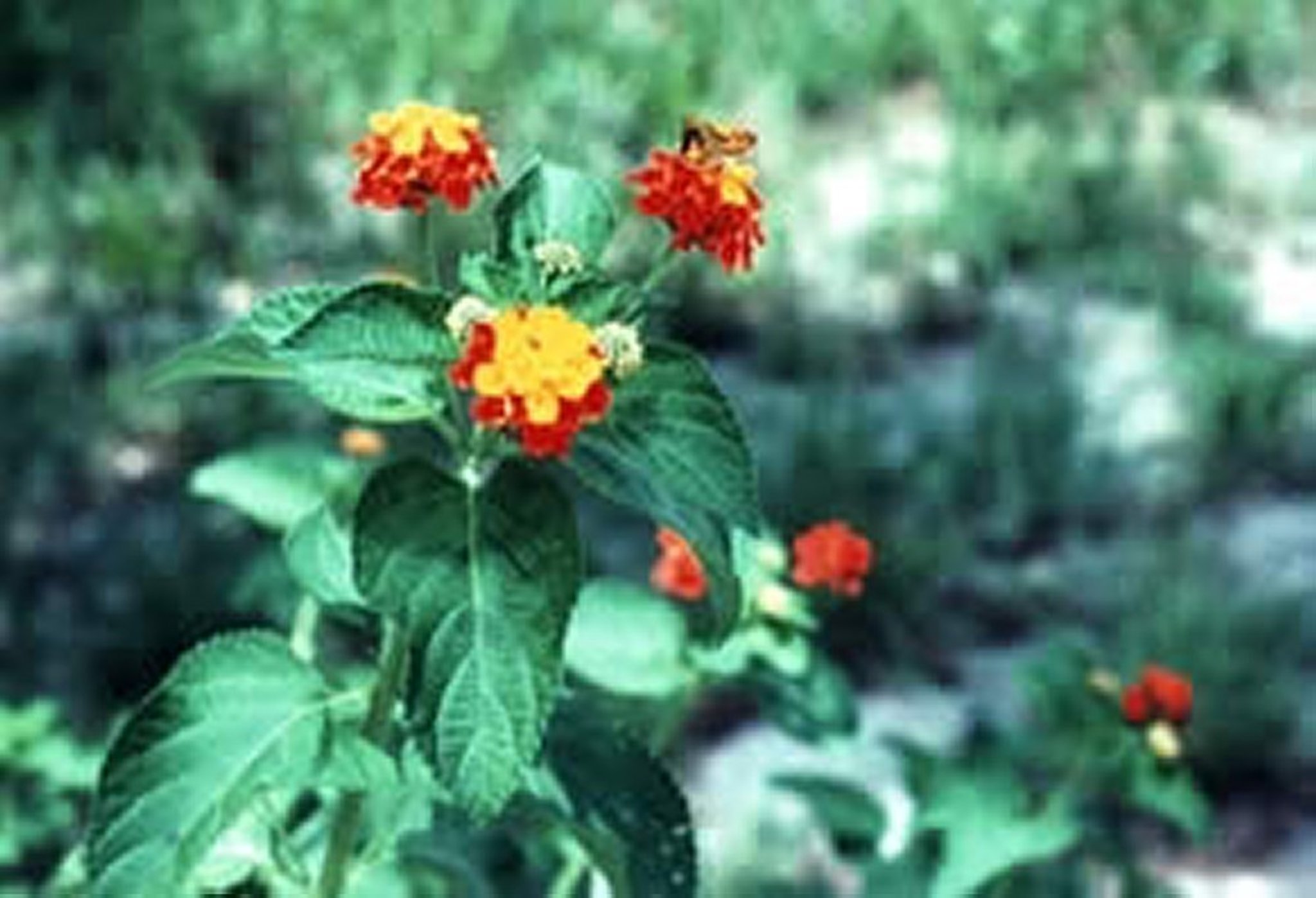 <i >Lantana</i> spp (Lantana)