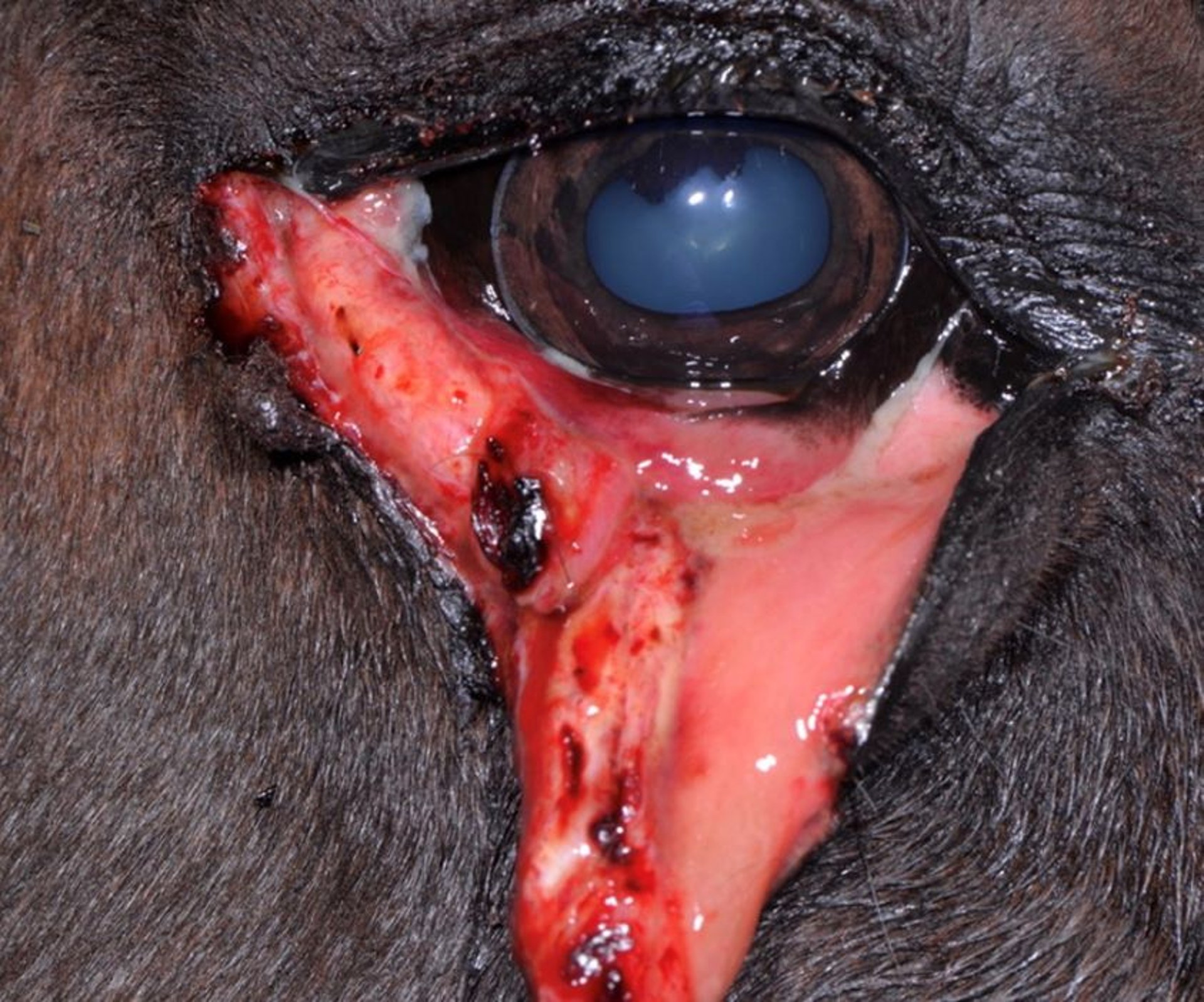Large eyelid laceration, horse