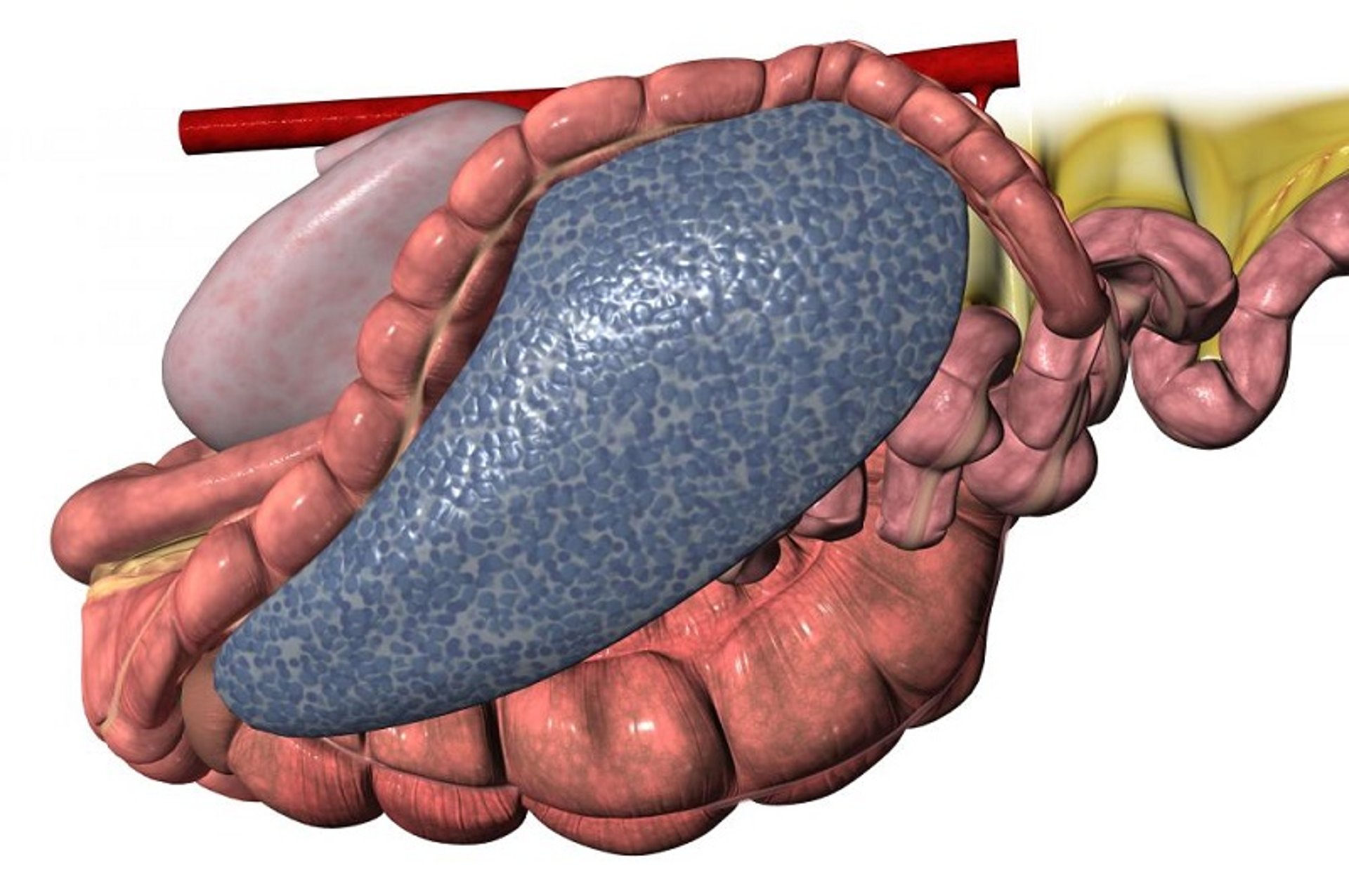 Desplazamiento dorsal izquierdo del colon ascendente, caballo