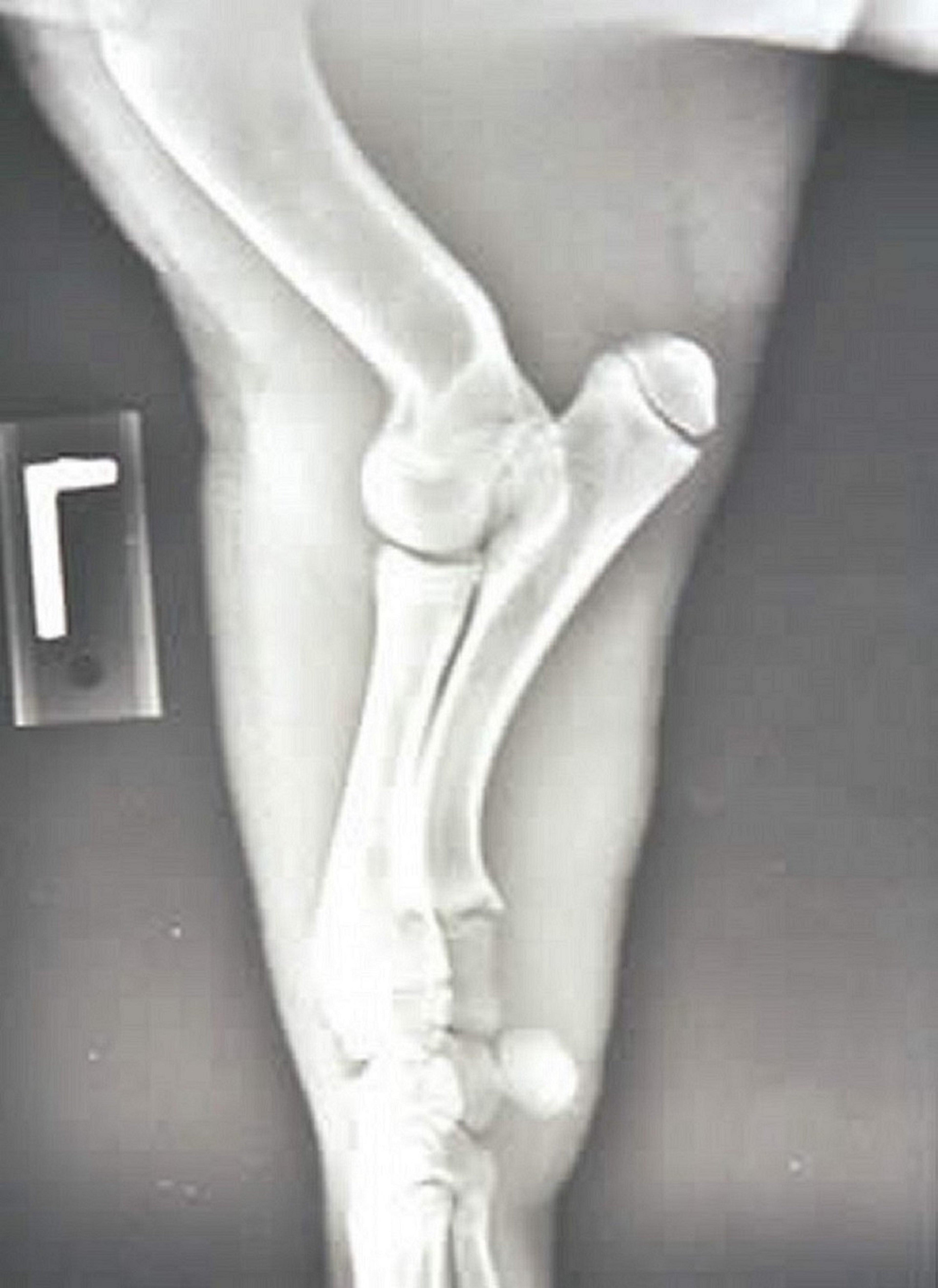Úmero distal esquerdo e cotovelo, radiografia, porco miniatura