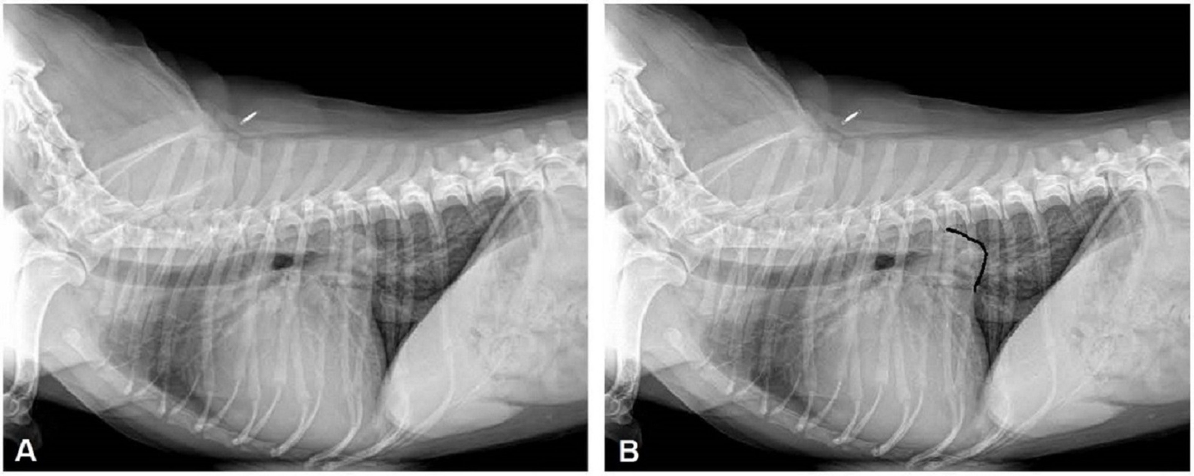 Insuficiencia cardiaca congestiva, perro, radiografía