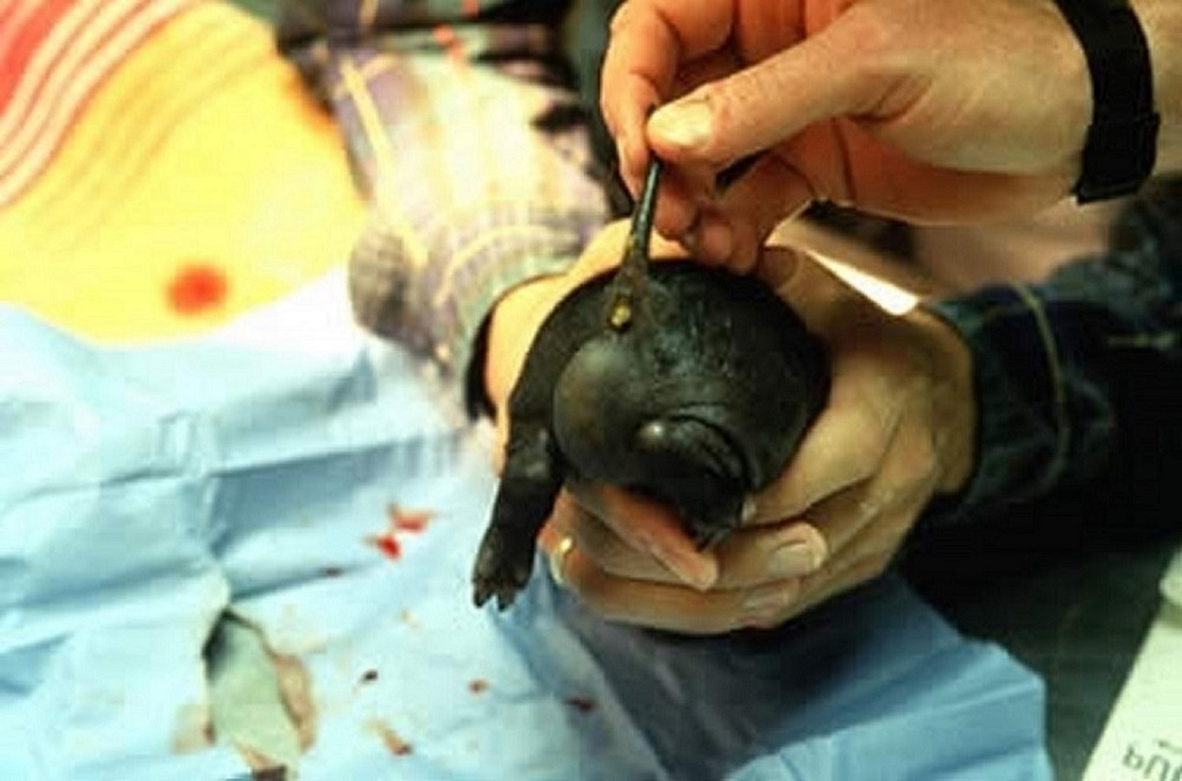 Hernia inguinal izquierda, cerdo miniatura
