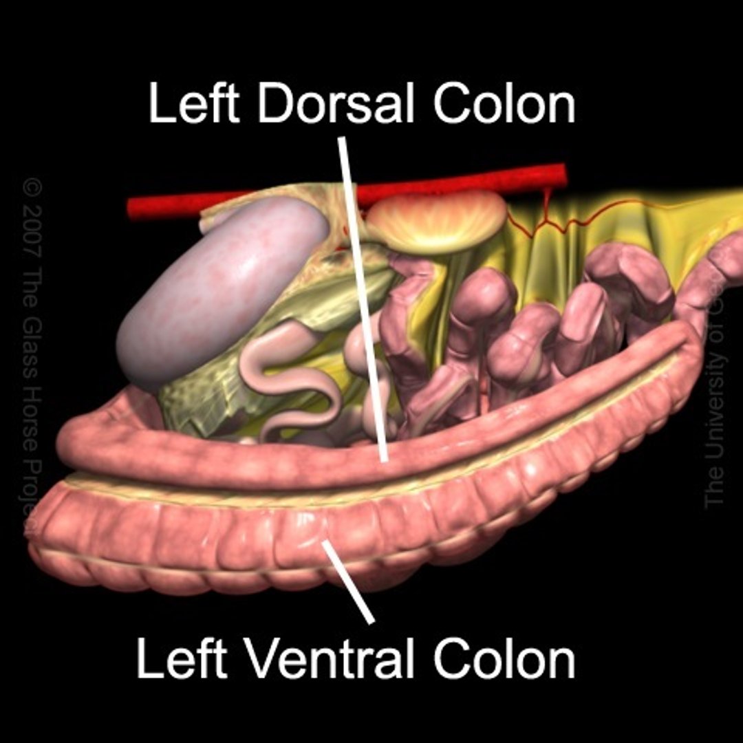 Colon ventral y dorsal izquierdos, caballo