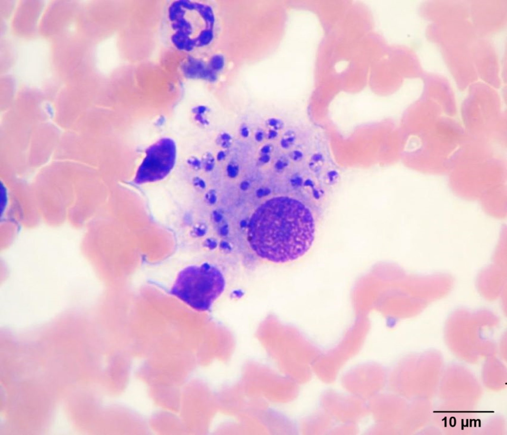 <i >Leishmania infantum</i> en un macrófago, microfotografía, perro
