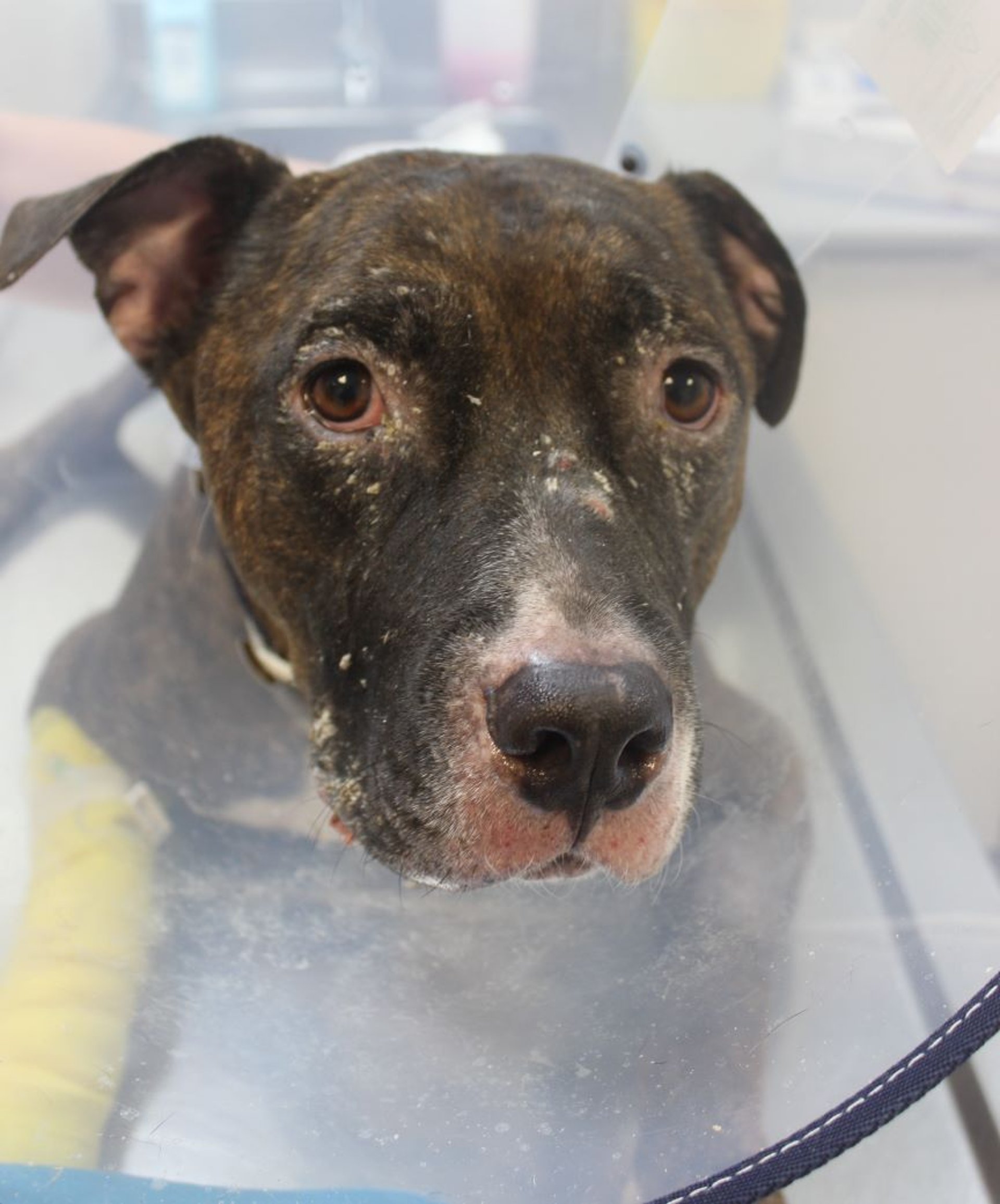 Leishmaniosis, cutaneous signs, dog