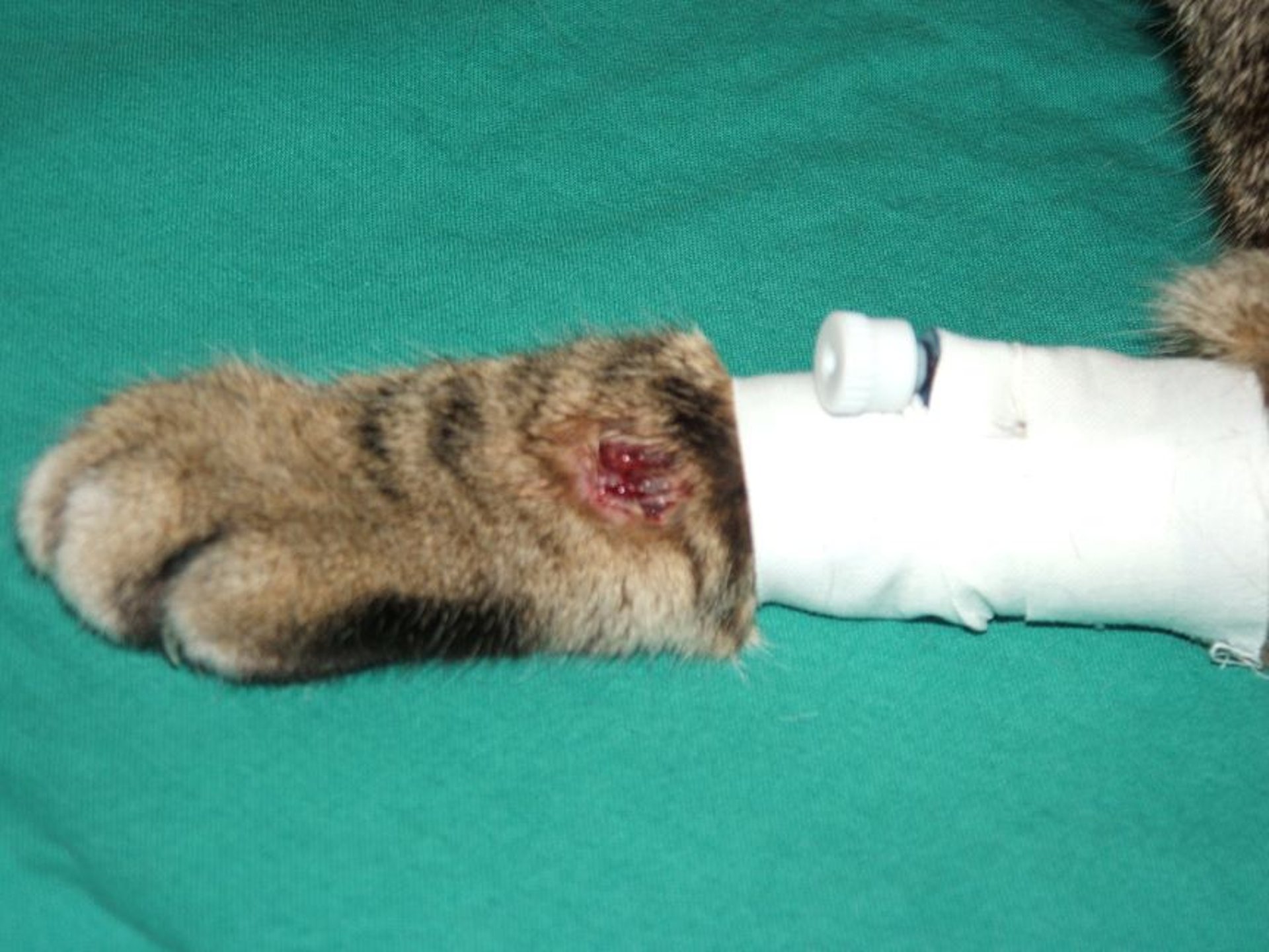 Leishmaniosis, dermatitis ulcerosa, gato