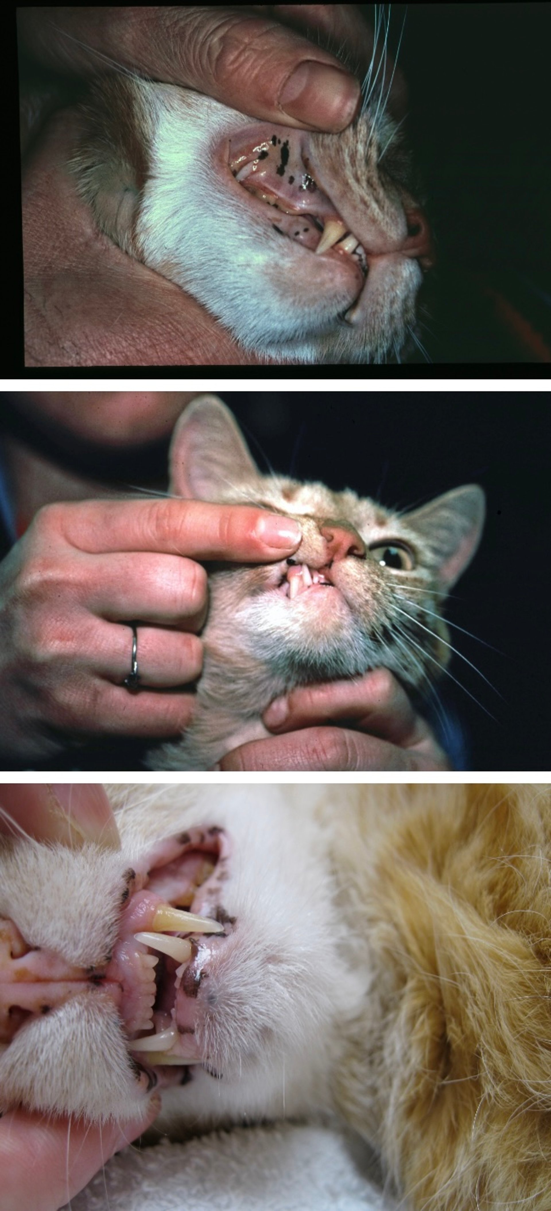Lentigo, cats