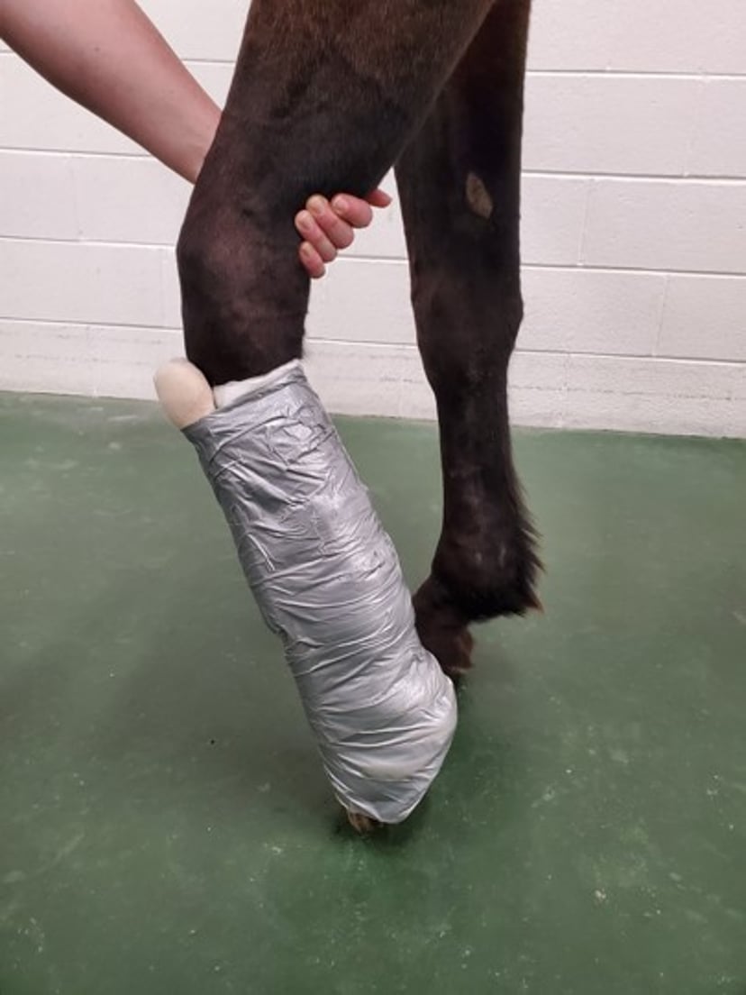 Tala de PVC grau 1, membro anterior distal, cavalo