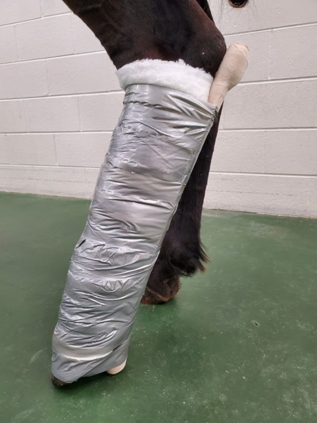 Level 1 PVC splint, distal hindlimb, horse