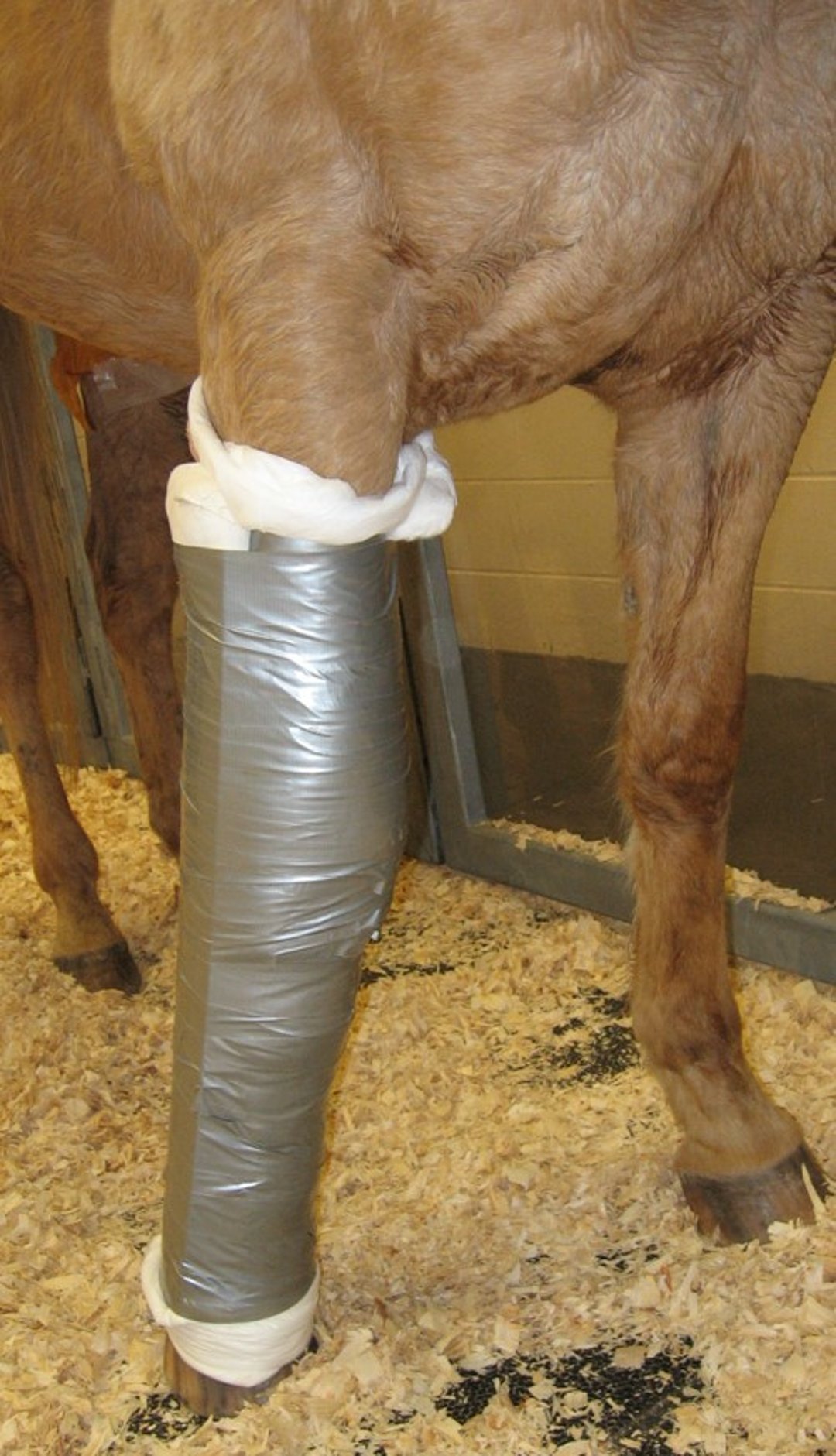 Level 2 PVC splint, forelimb, horse