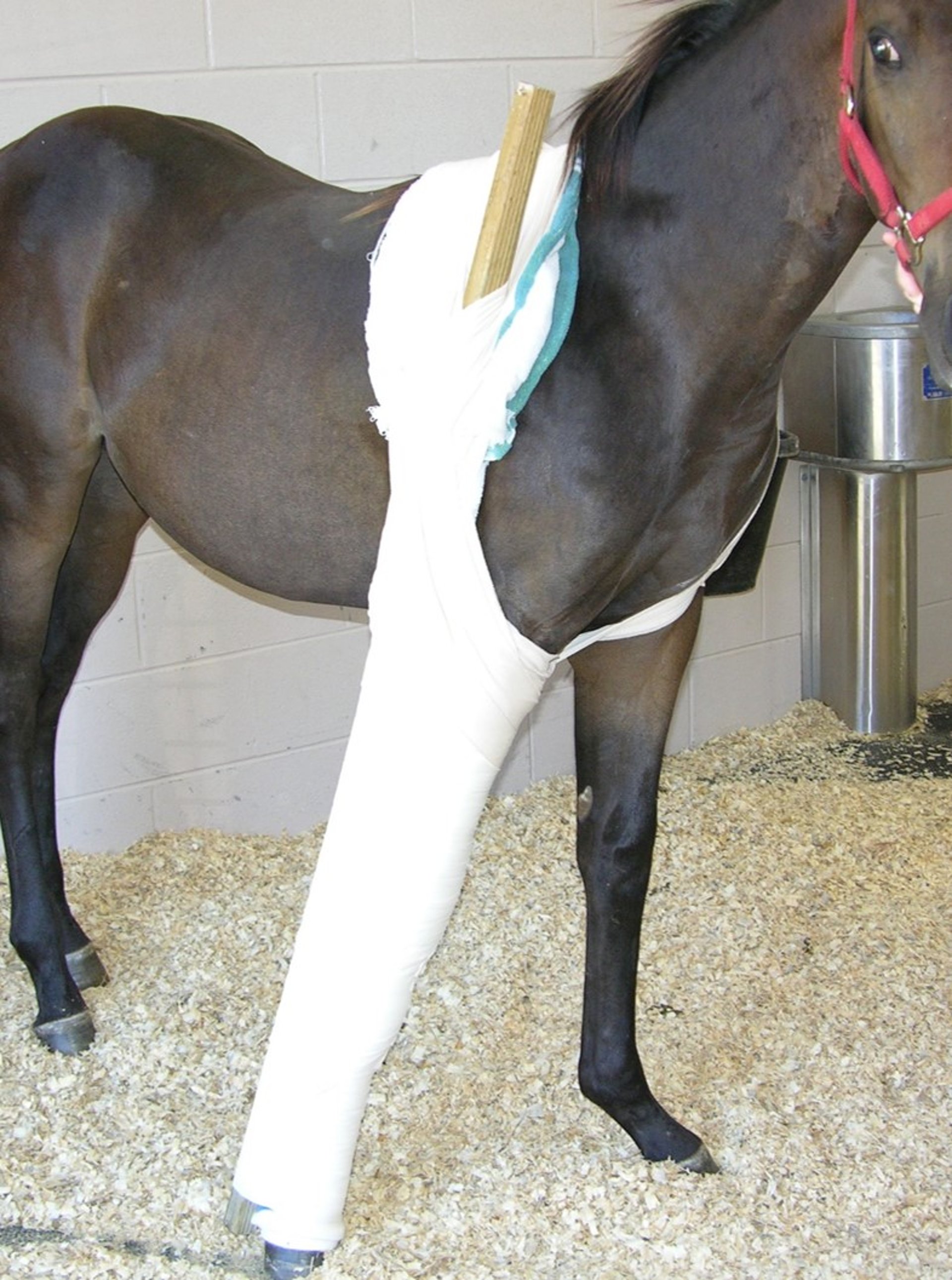 Coaptación de nivel 3, extremidad anterior, caballo