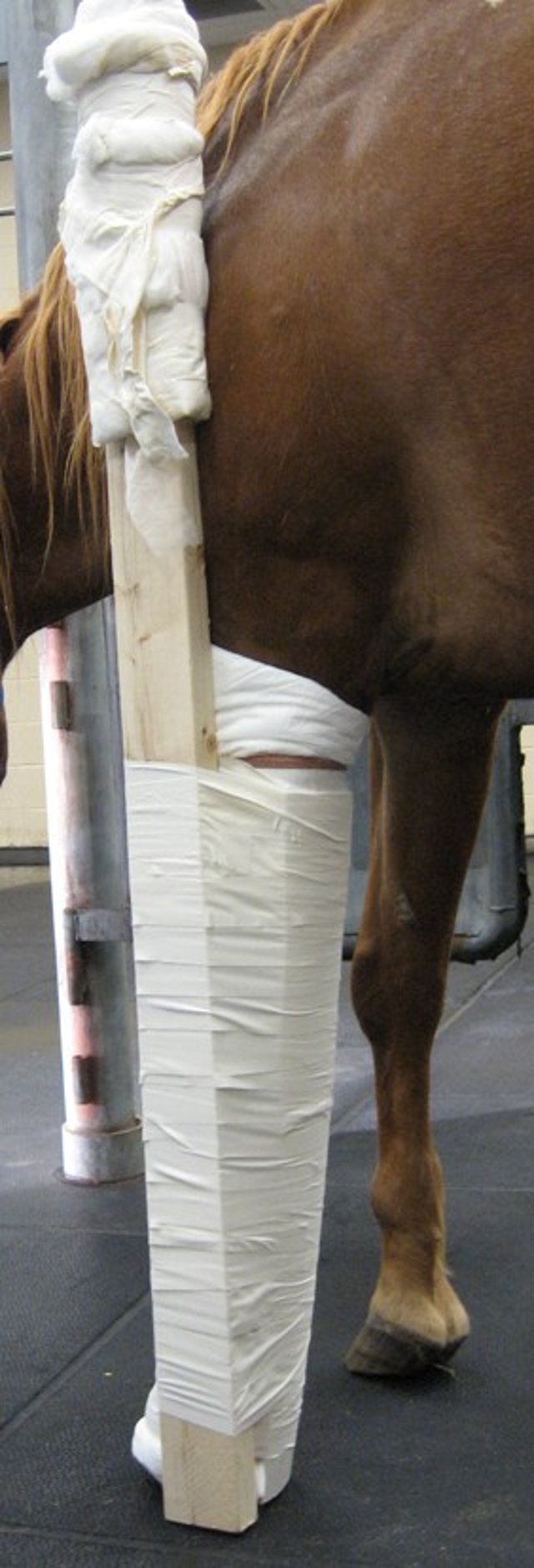 Coaptación de nivel 3, extremidad anterior, caballo