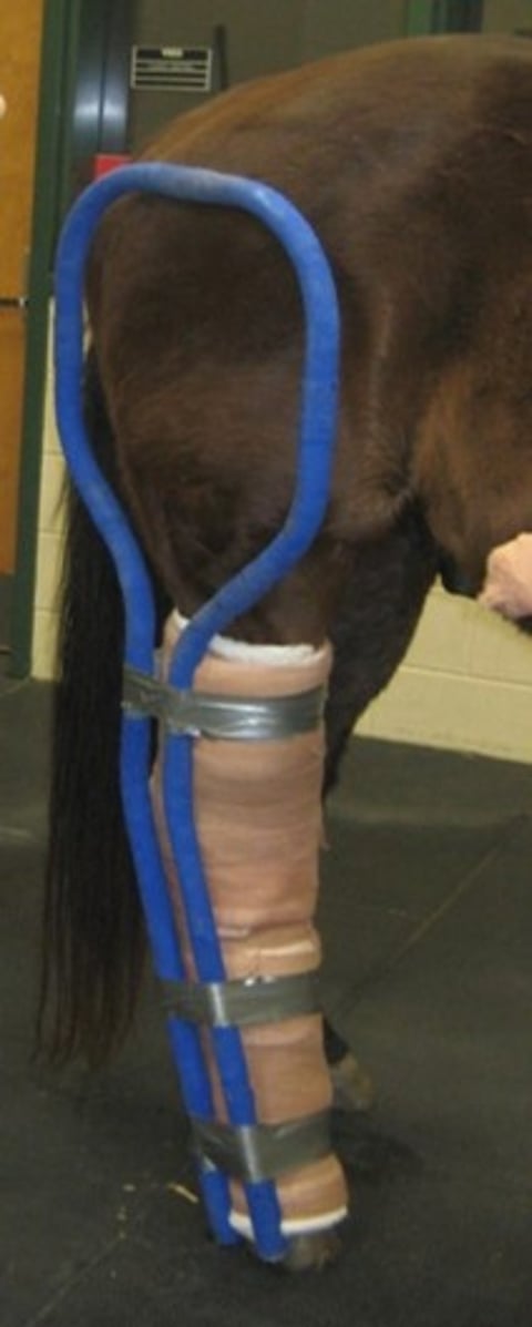 Level 3 coaptation, hindlimb, horse