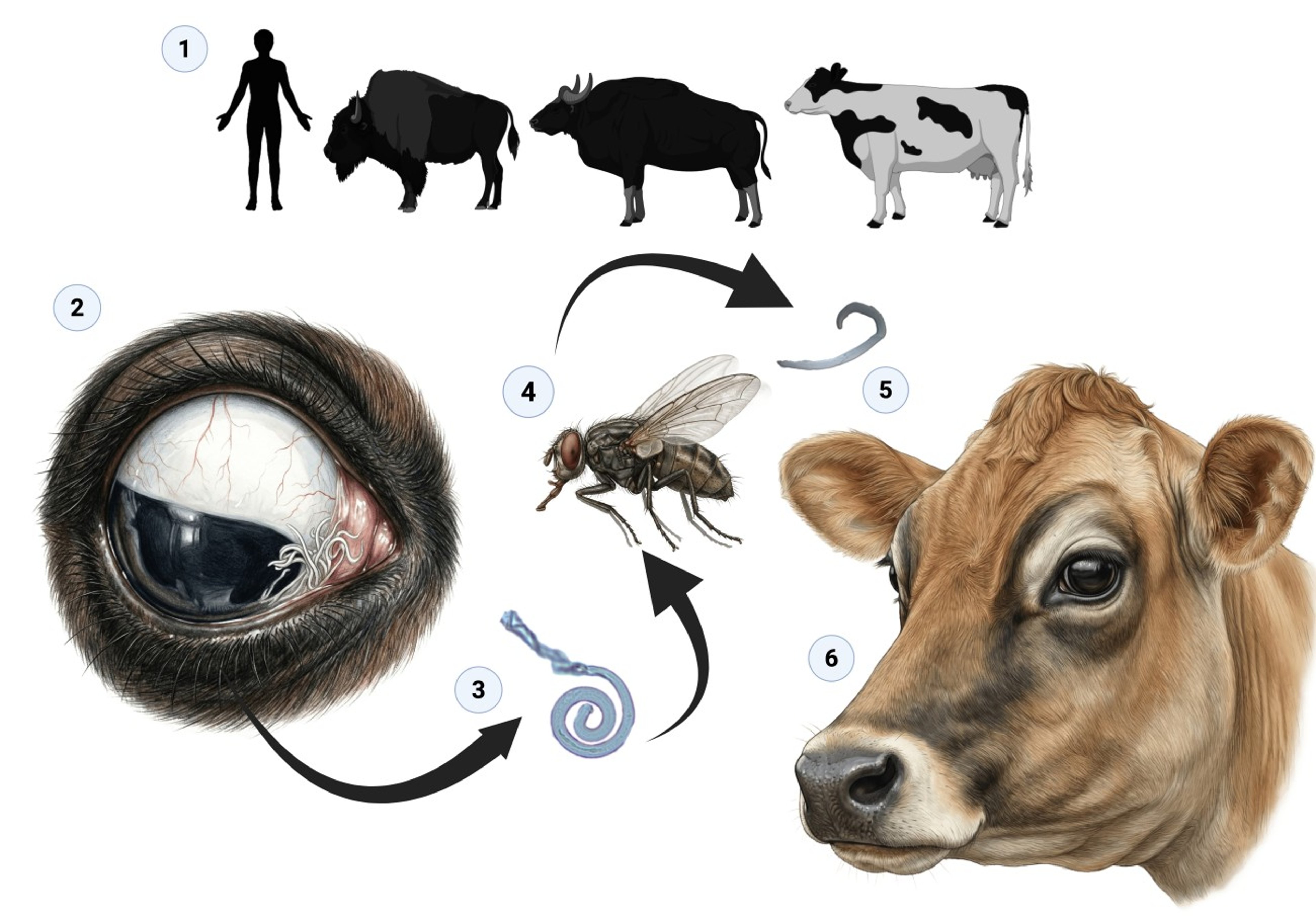Life cycle of <i >Thelazia gulosa</i>