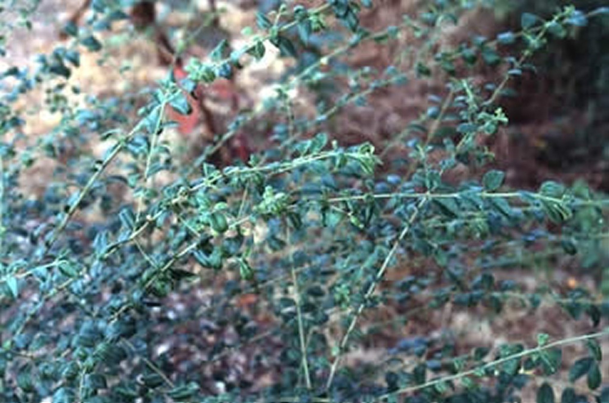 <i >Ligustrum</i> spp (Privet, Ligustrum, Hedge Plant)