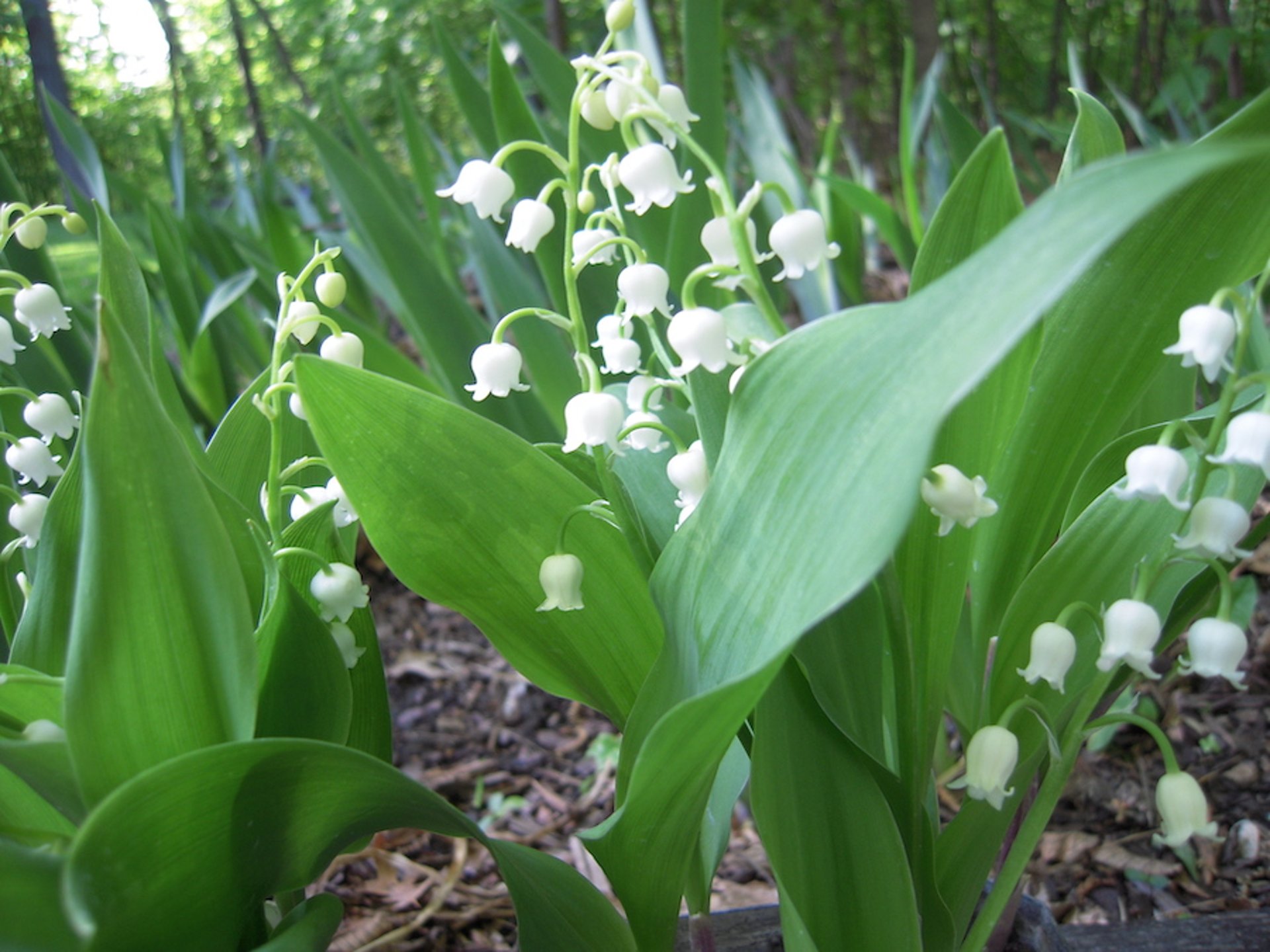 Lirio de los valles <i >(Convallaria majalis)</i>