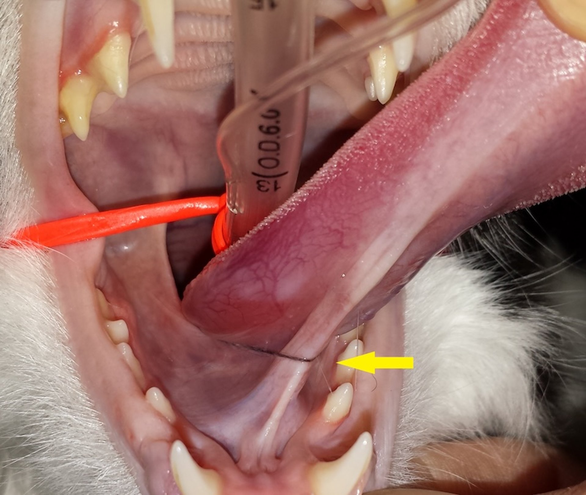 Linear foreign body under cat tongue