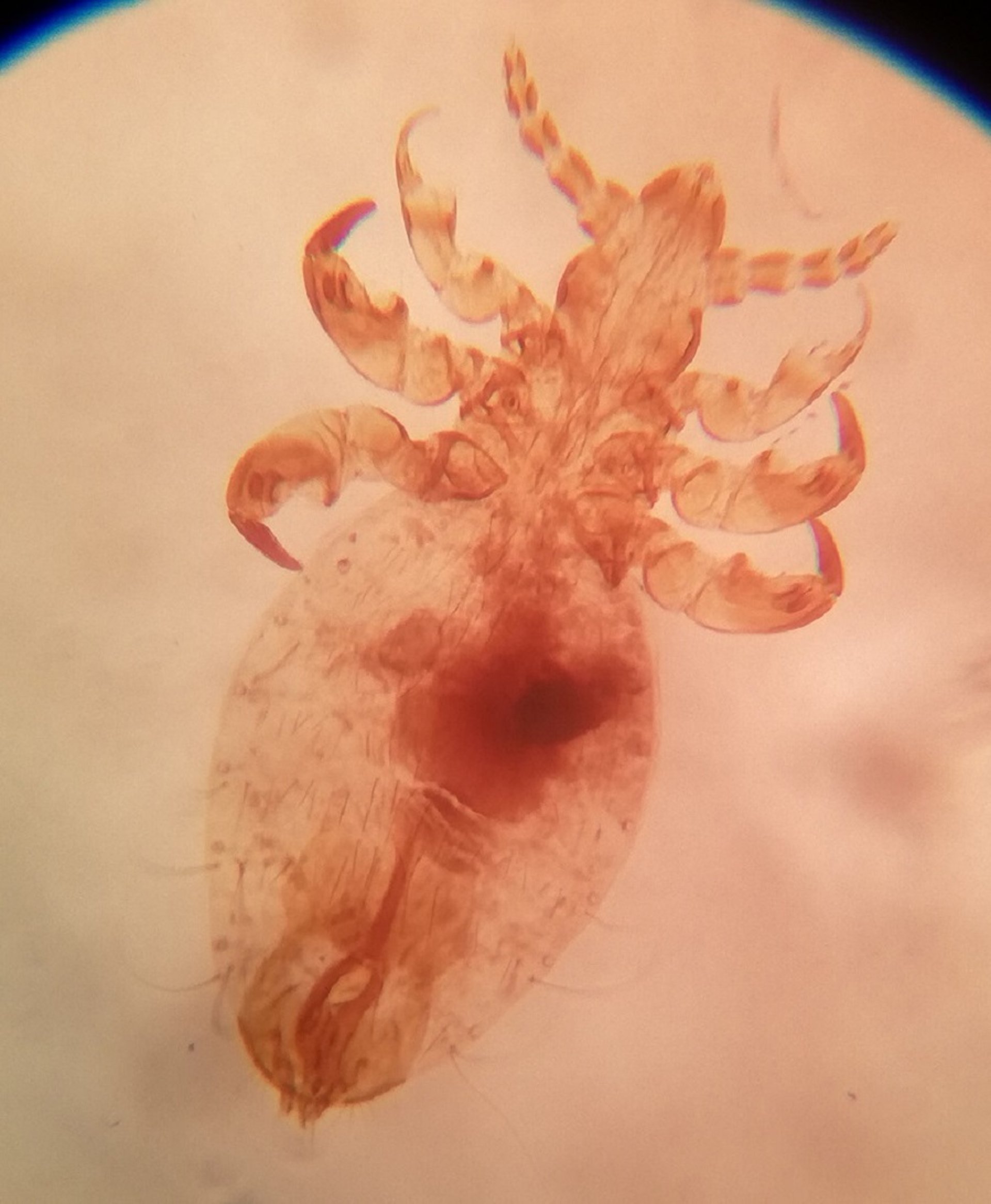 <i >Linognathus</i> sp