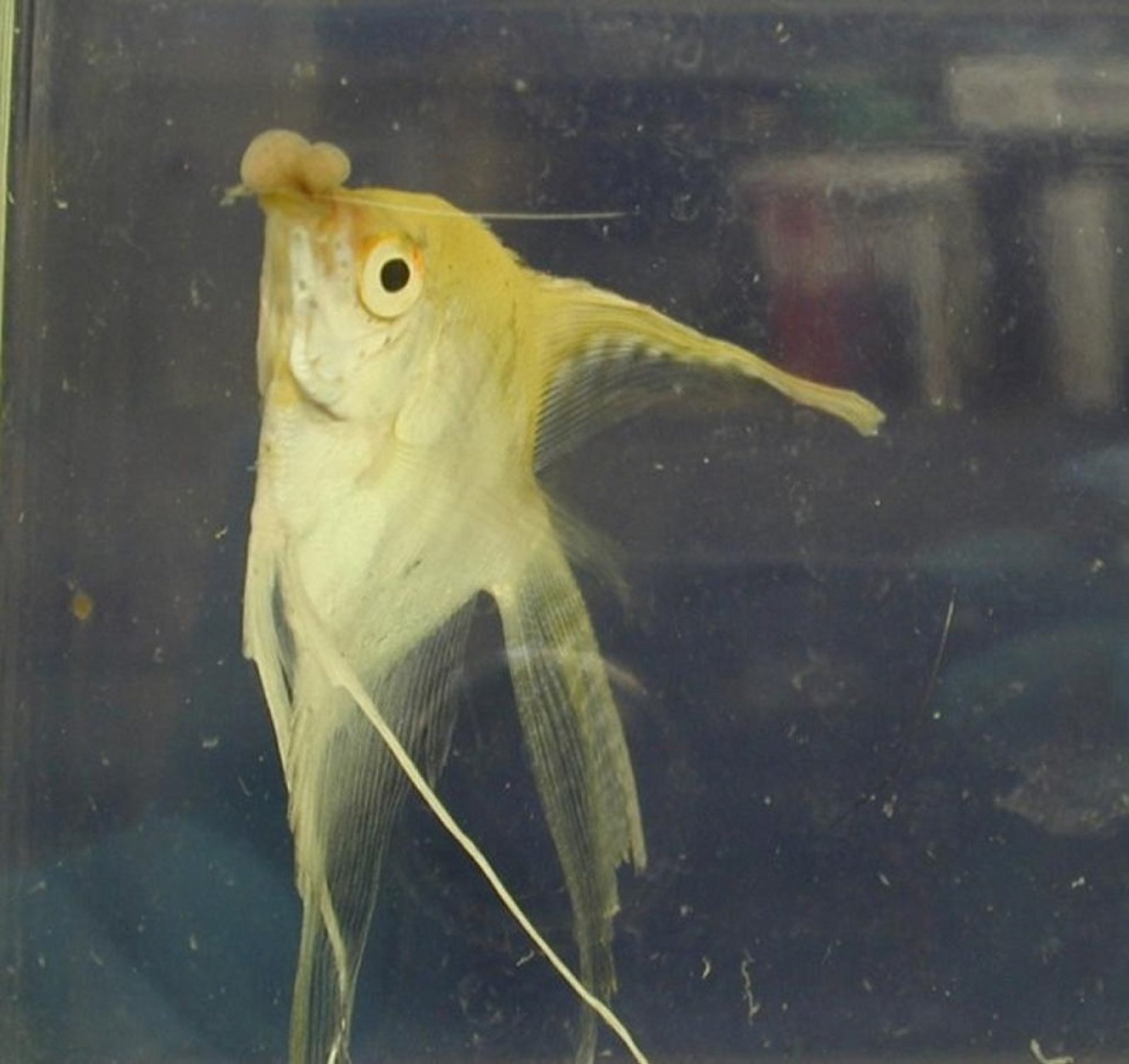 Fibroma labial, pez ángel