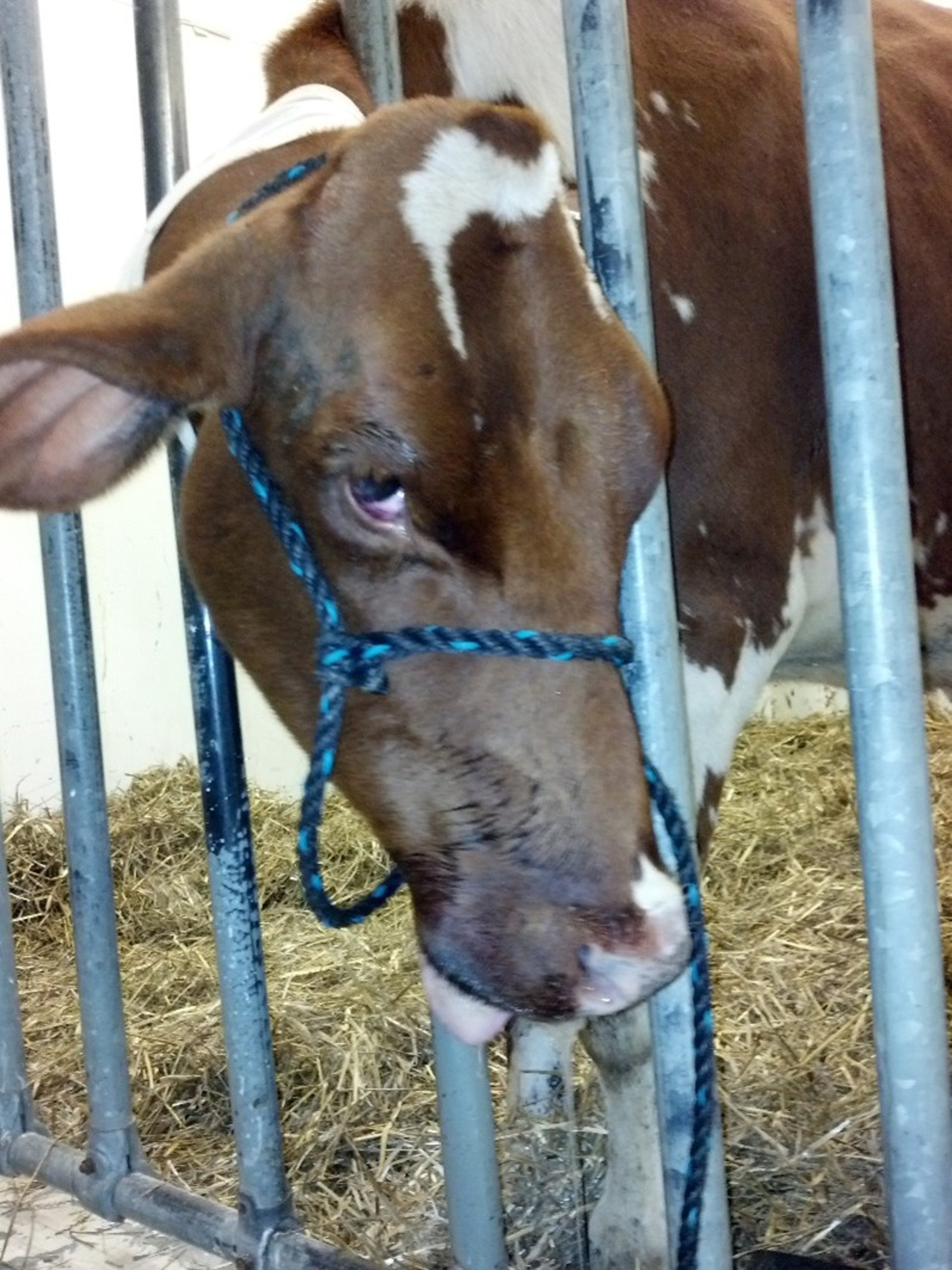 Listeriosis, cranial nerve deficits, cow