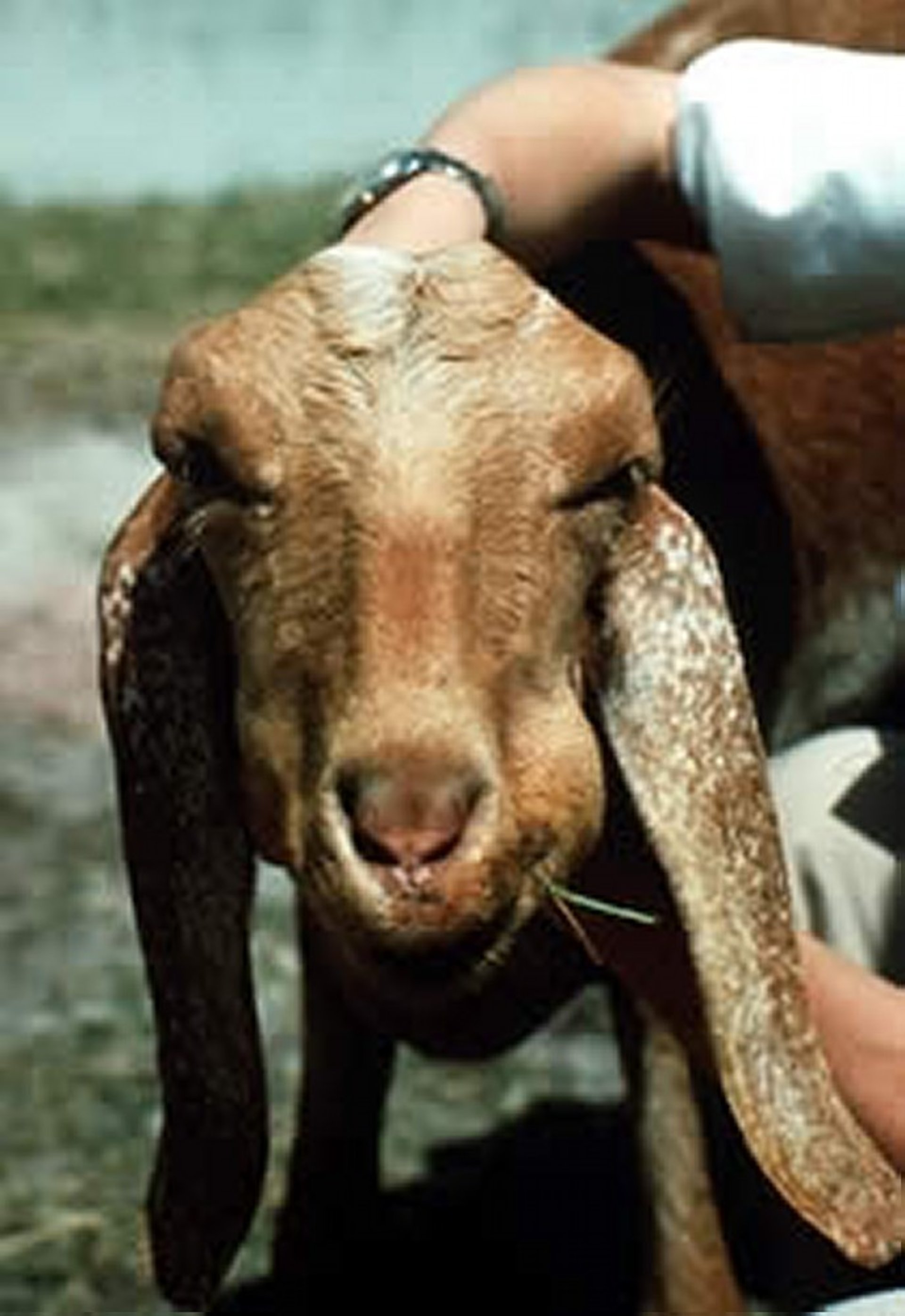 Listeriosis, facial paralysis, goat