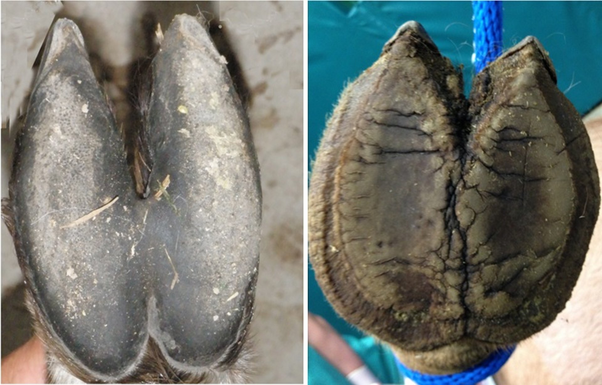 Overview of Llamas and Alpacas - Exotic and Laboratory Animals - Manual ...