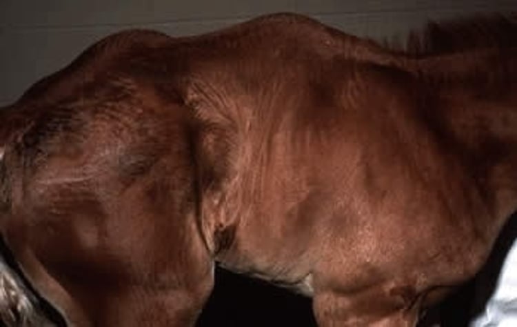 Lordosis, caballo