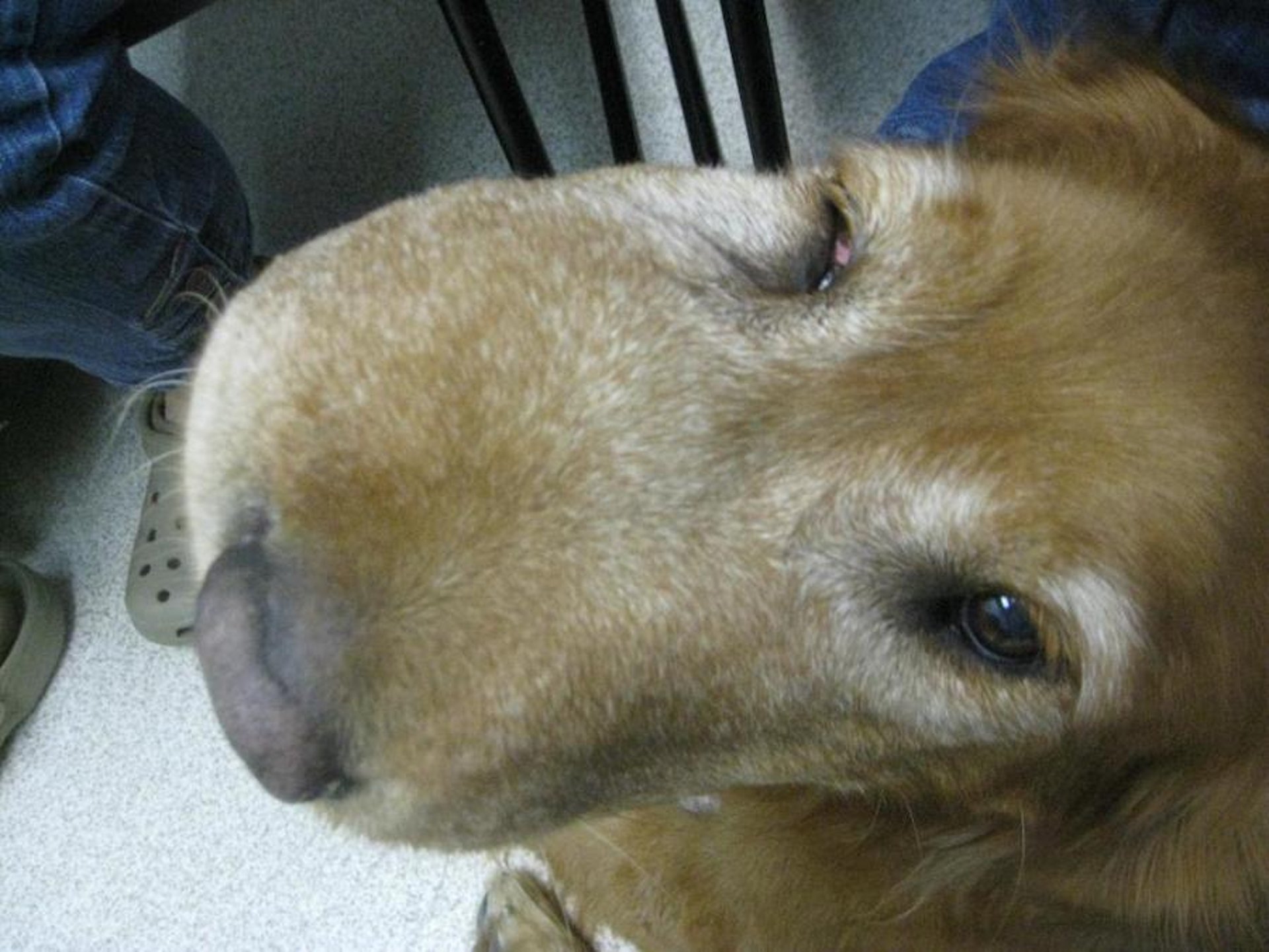 Fibrosarcoma "fibroma" de grado bajo en el hocico, perro
