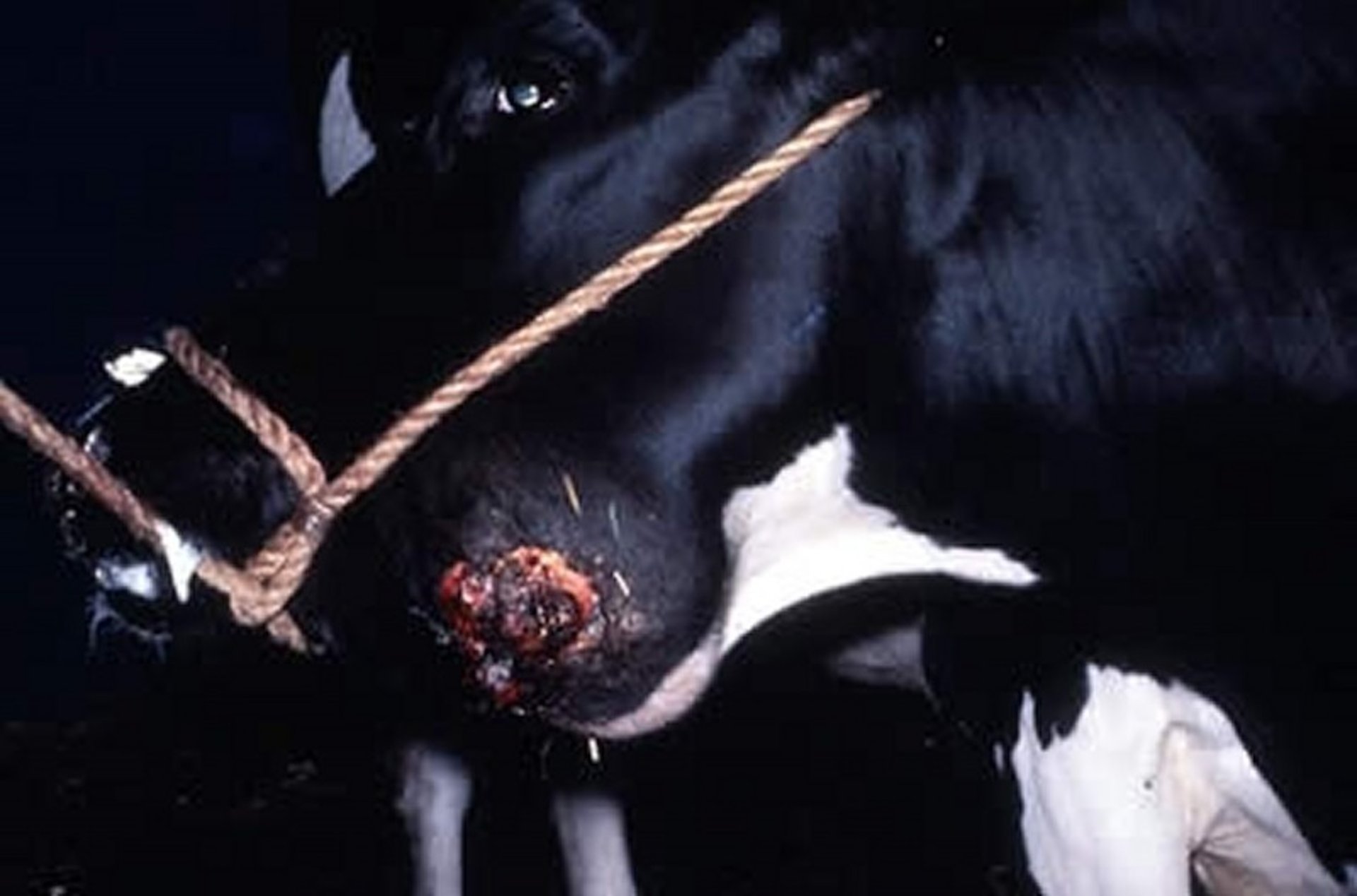 Lumpy jaw, suppurative lesion, cow