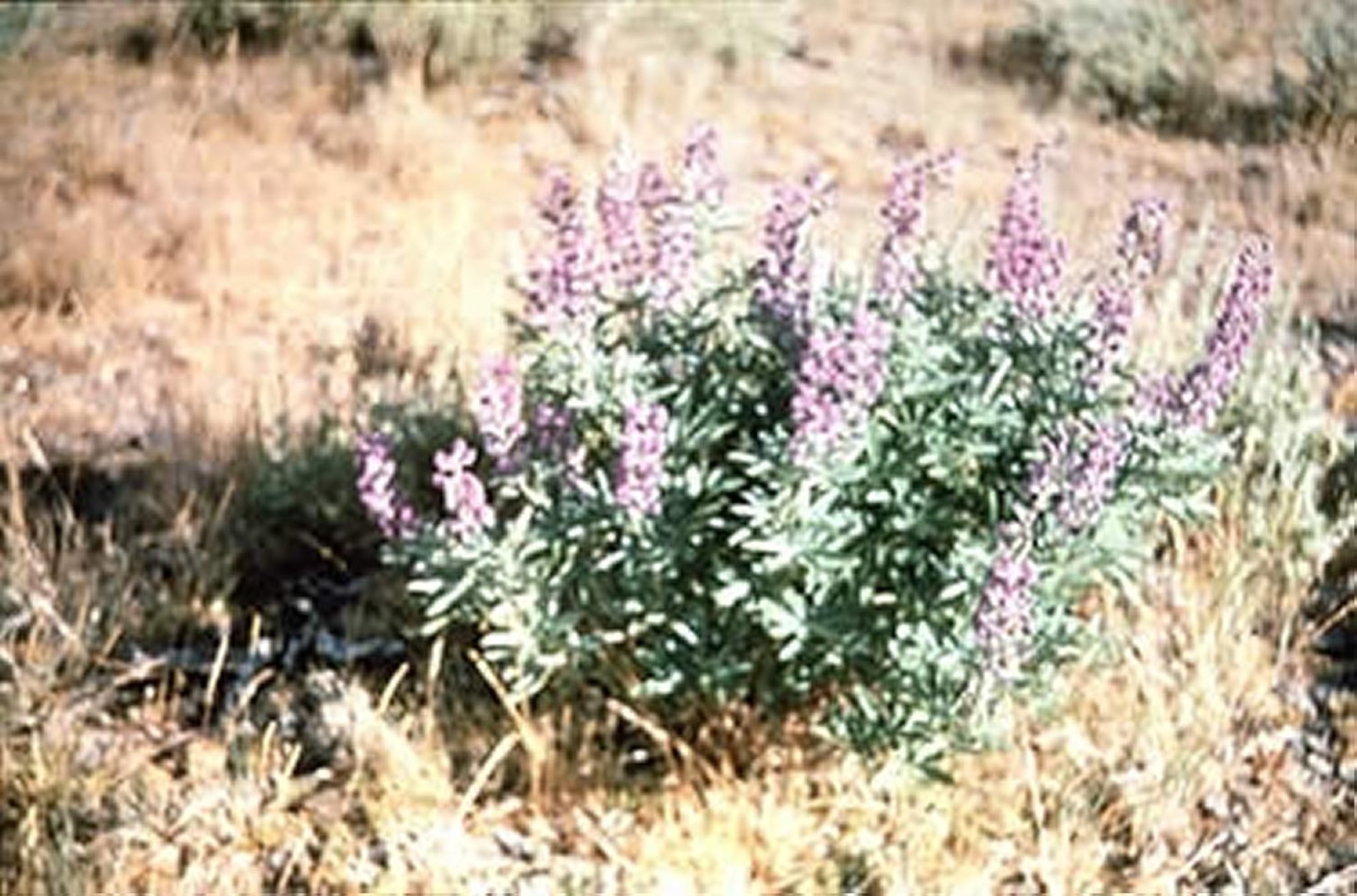 <i >Lupinus sericeus</i> (lupino), primer plano